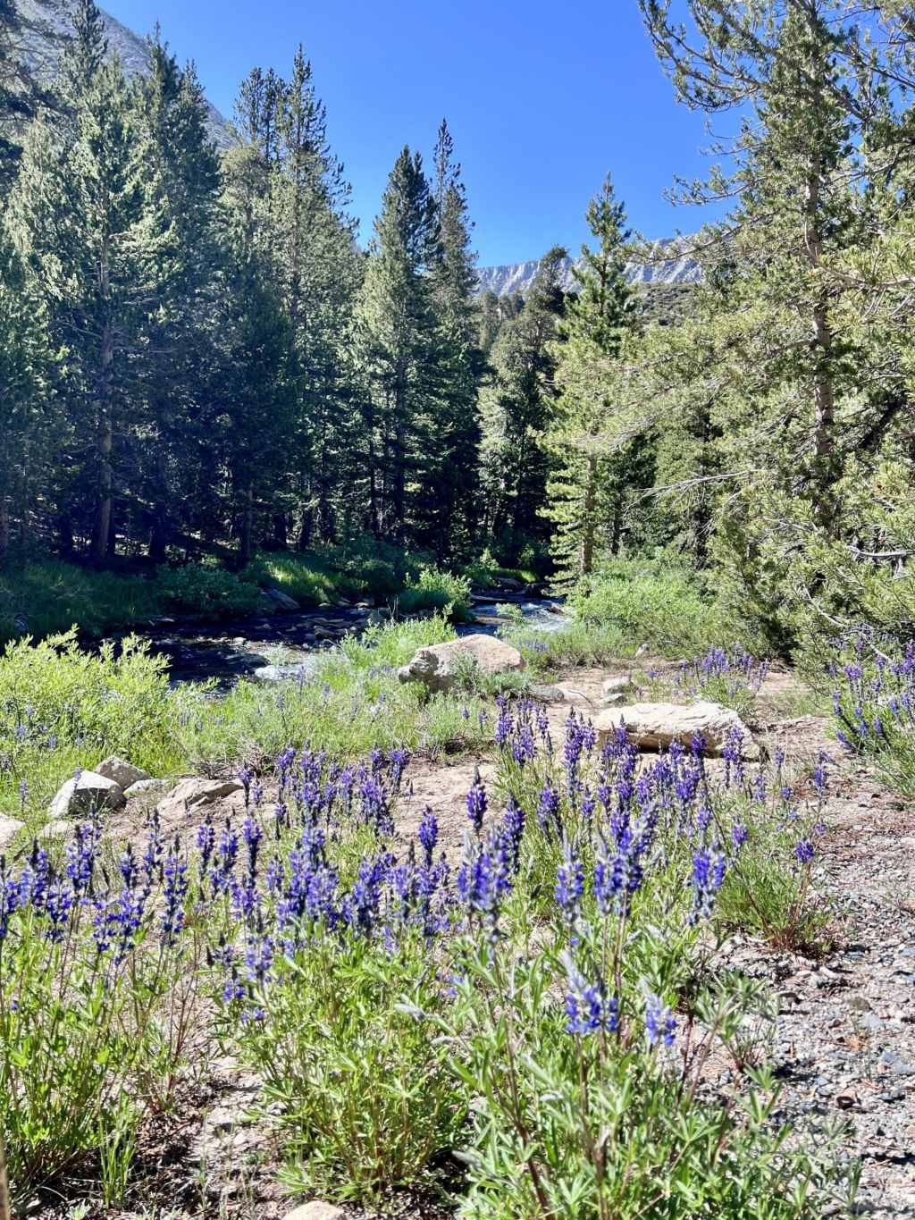 California Hiking, My best Summer in the Sierra (16).jpg