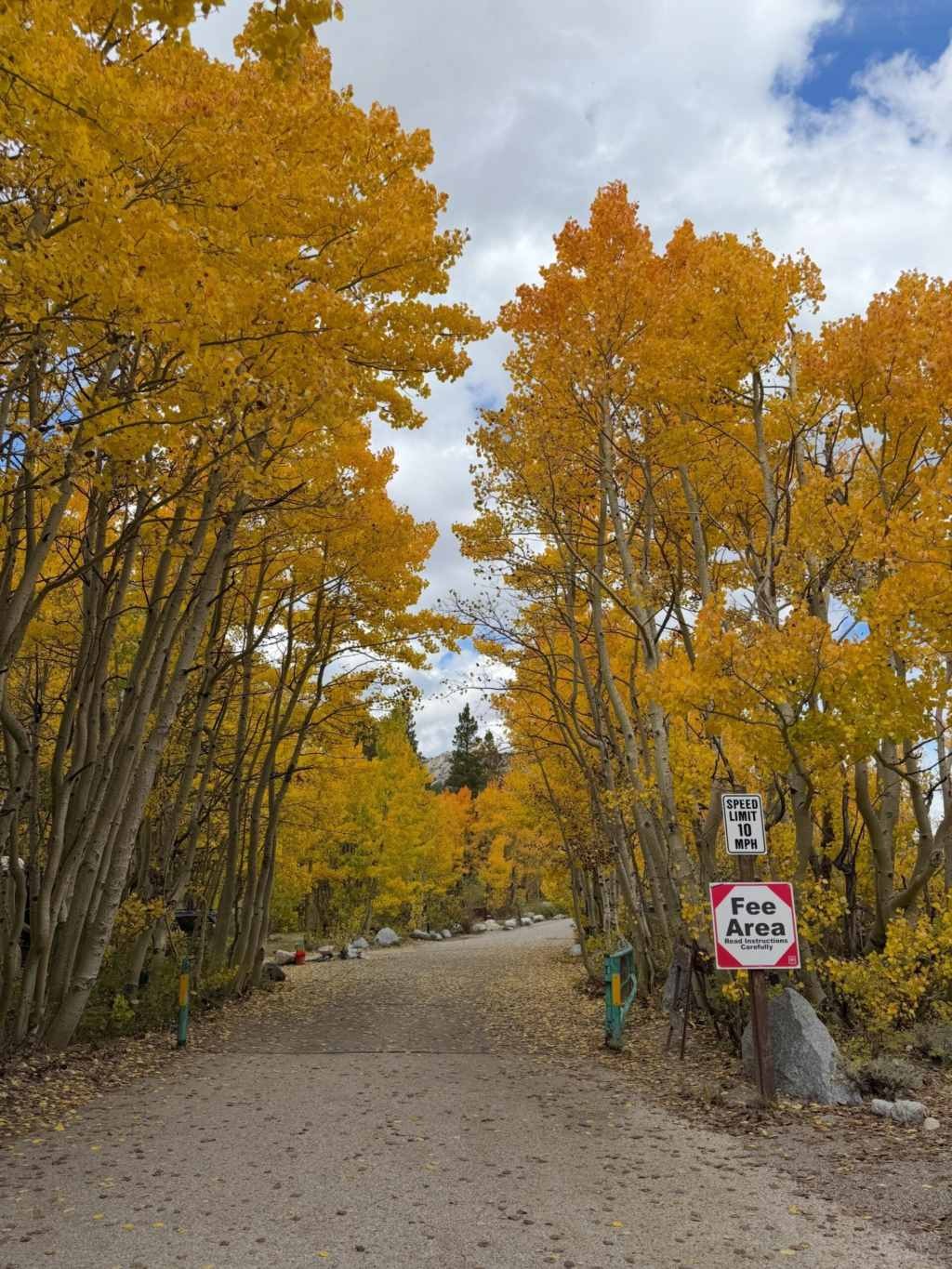 Unexpected Harvest 395 Autumn Colors on Yosemite Road (2).jpg