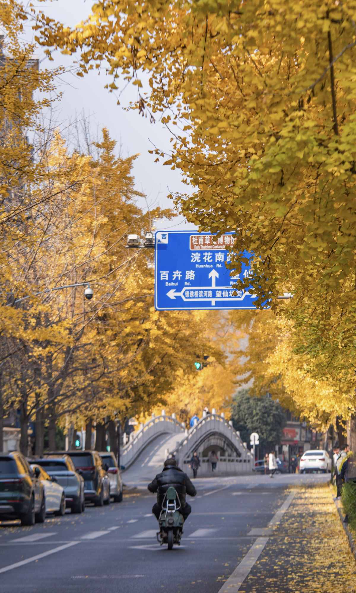 Curse of Golden City, Unlock Chengdu Ginkgo Season with CityWalk (1).jpg