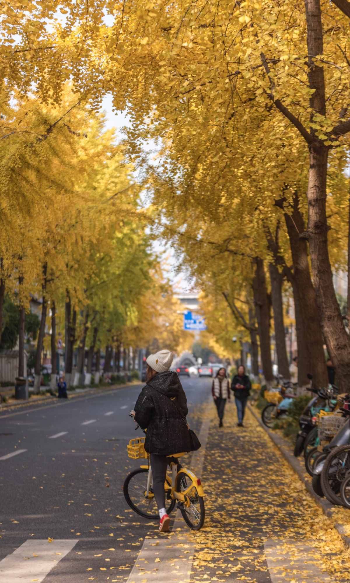 Curse of Golden City, Unlock Chengdu Ginkgo Season with CityWalk (2).jpg