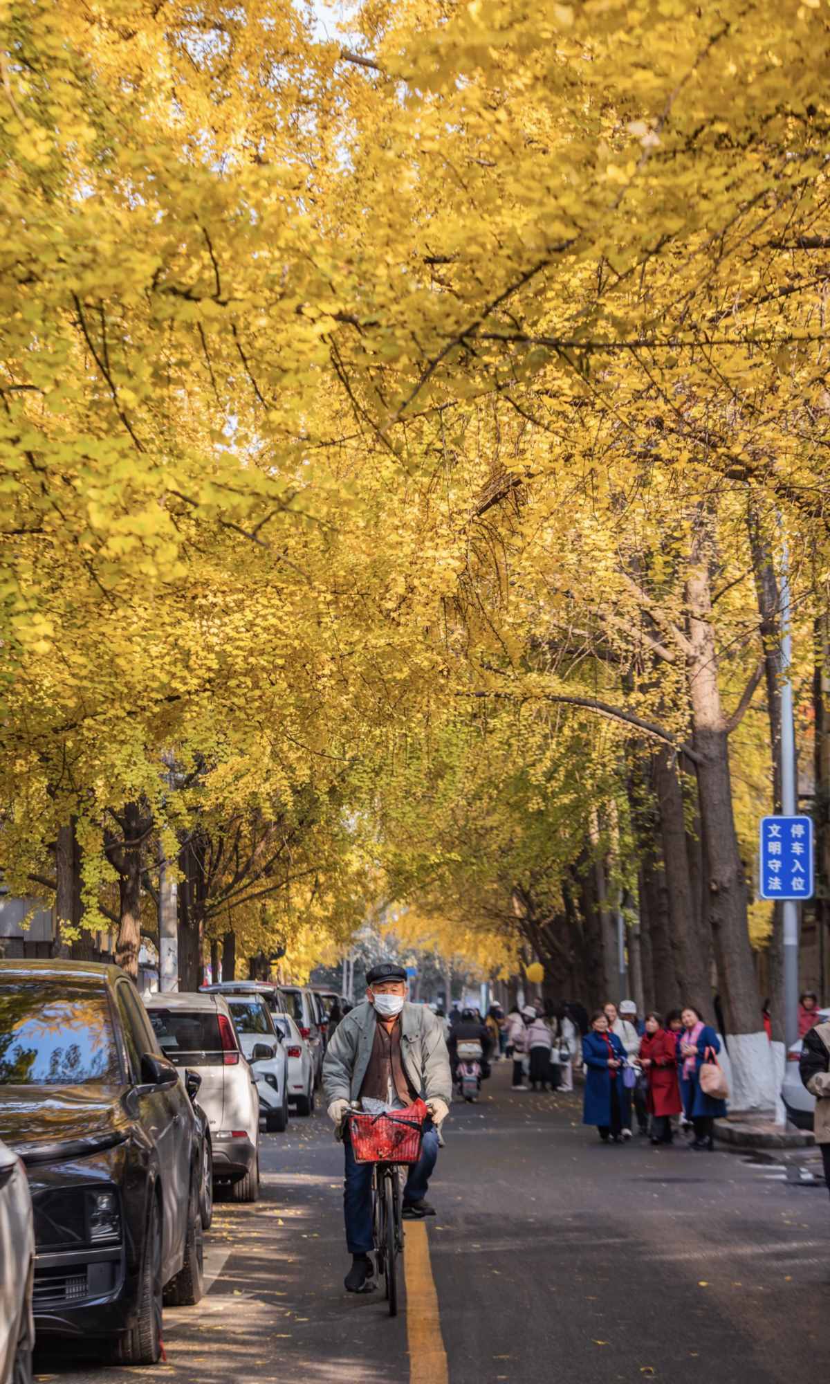 Curse of Golden City, Unlock Chengdu Ginkgo Season with CityWalk (3).jpg