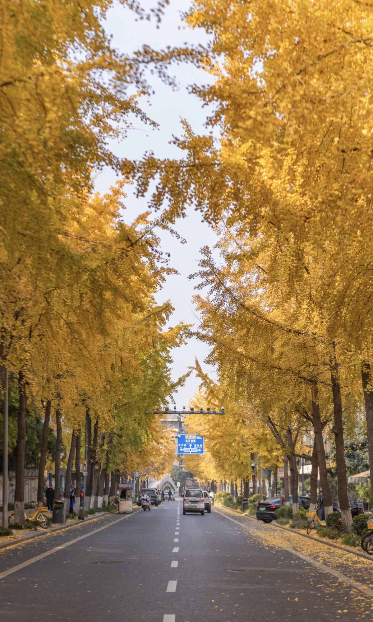 Curse of Golden City, Unlock Chengdu Ginkgo Season with CityWalk (4).jpg