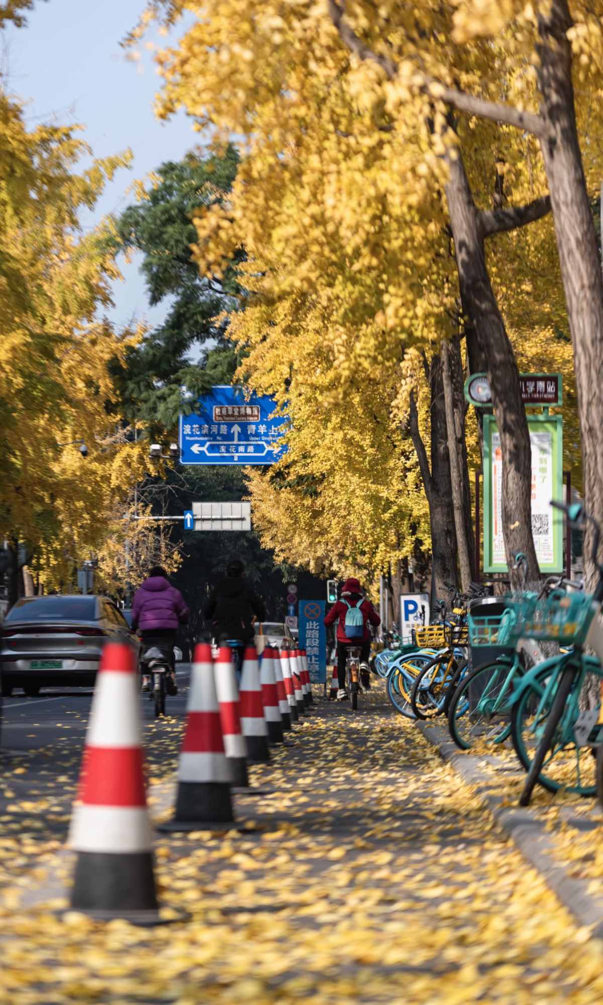 Curse of Golden City, Unlock Chengdu Ginkgo Season with CityWalk (6).jpg