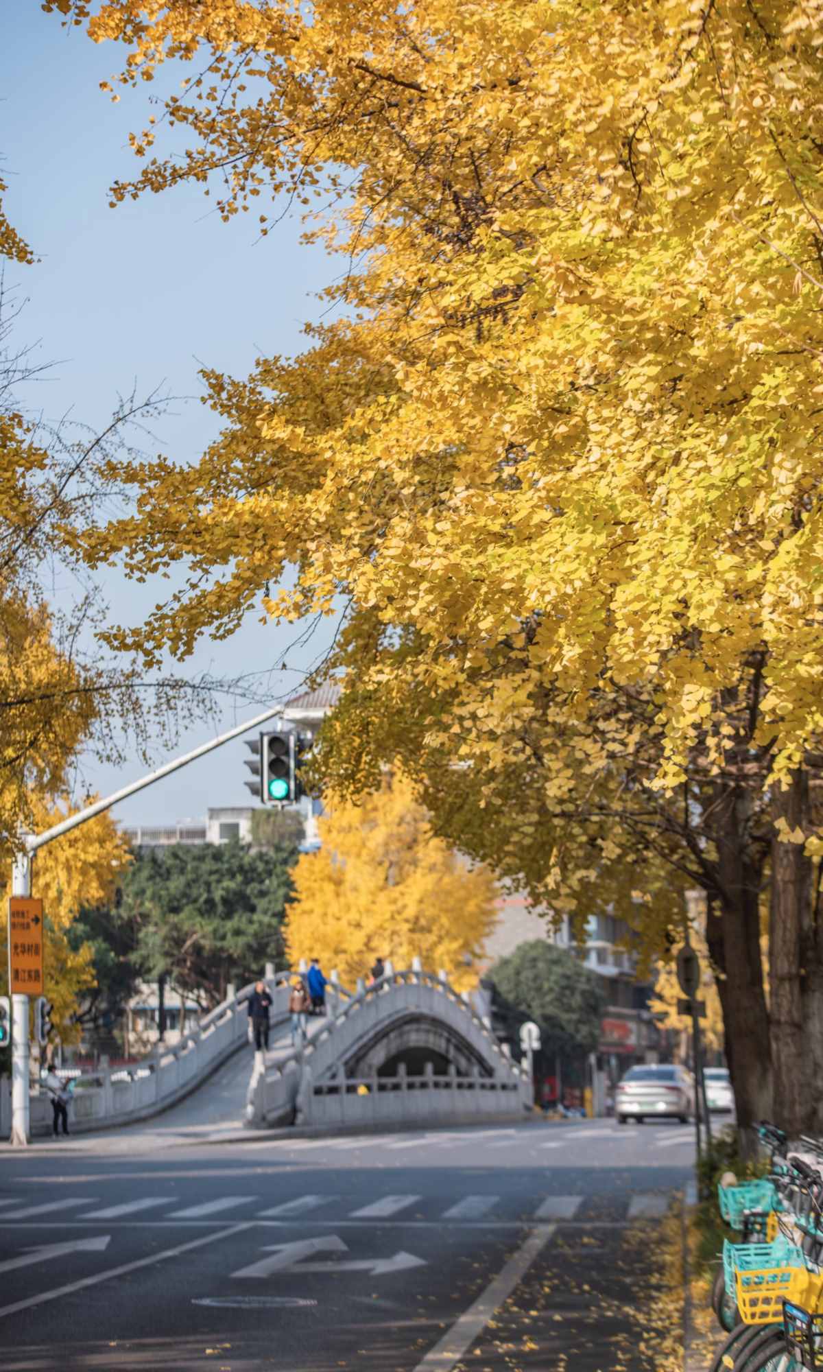 Curse of Golden City, Unlock Chengdu Ginkgo Season with CityWalk (9).jpg