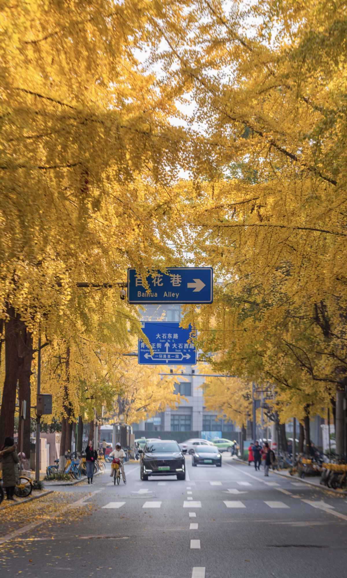 Curse of Golden City, Unlock Chengdu Ginkgo Season with CityWalk (10).jpg