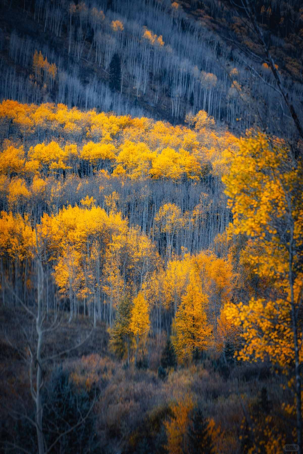 在大洋彼岸见到此生无憾的秋天 (4).jpg