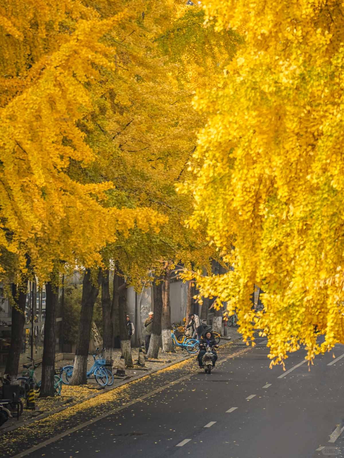 成都银杏Citywalk封神路线 (7).jpg