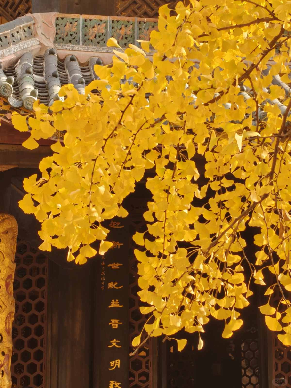 成都青羊宫的银杏进度已达99% (2).jpg
