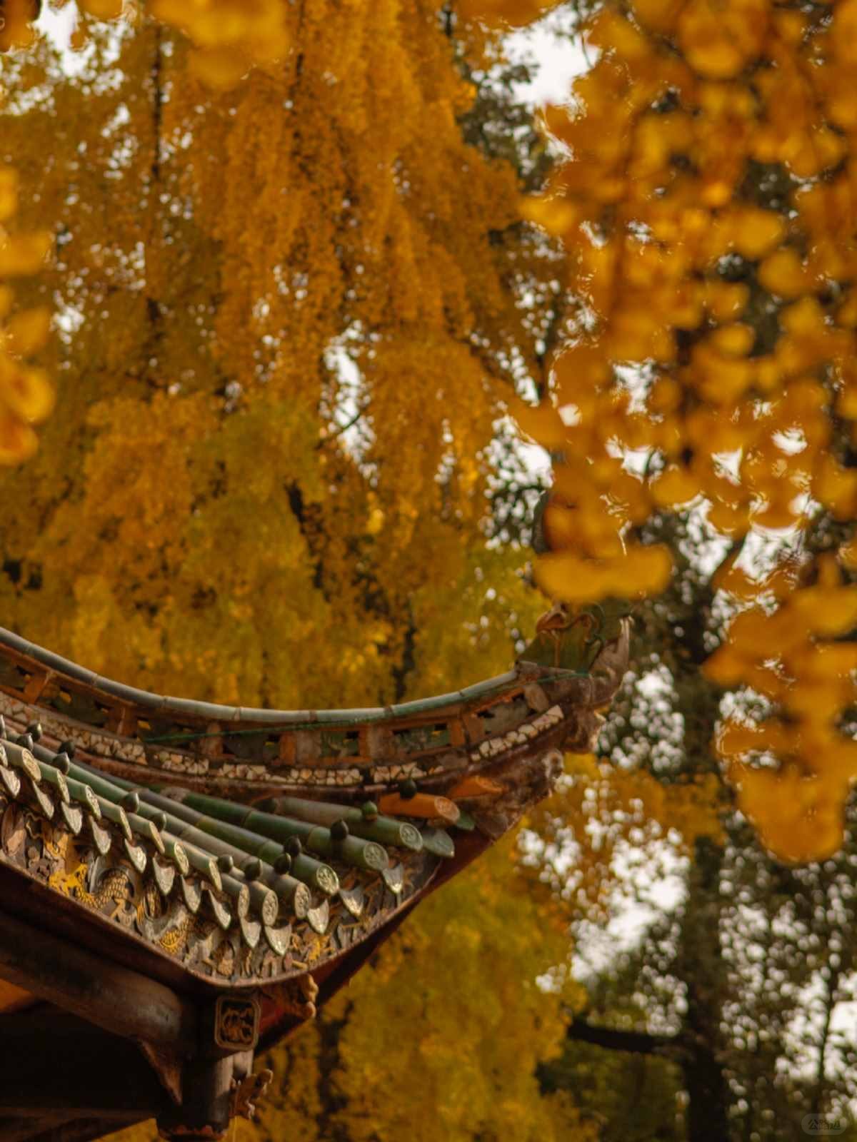 成都青羊宫的银杏进度已达99% (4).jpg