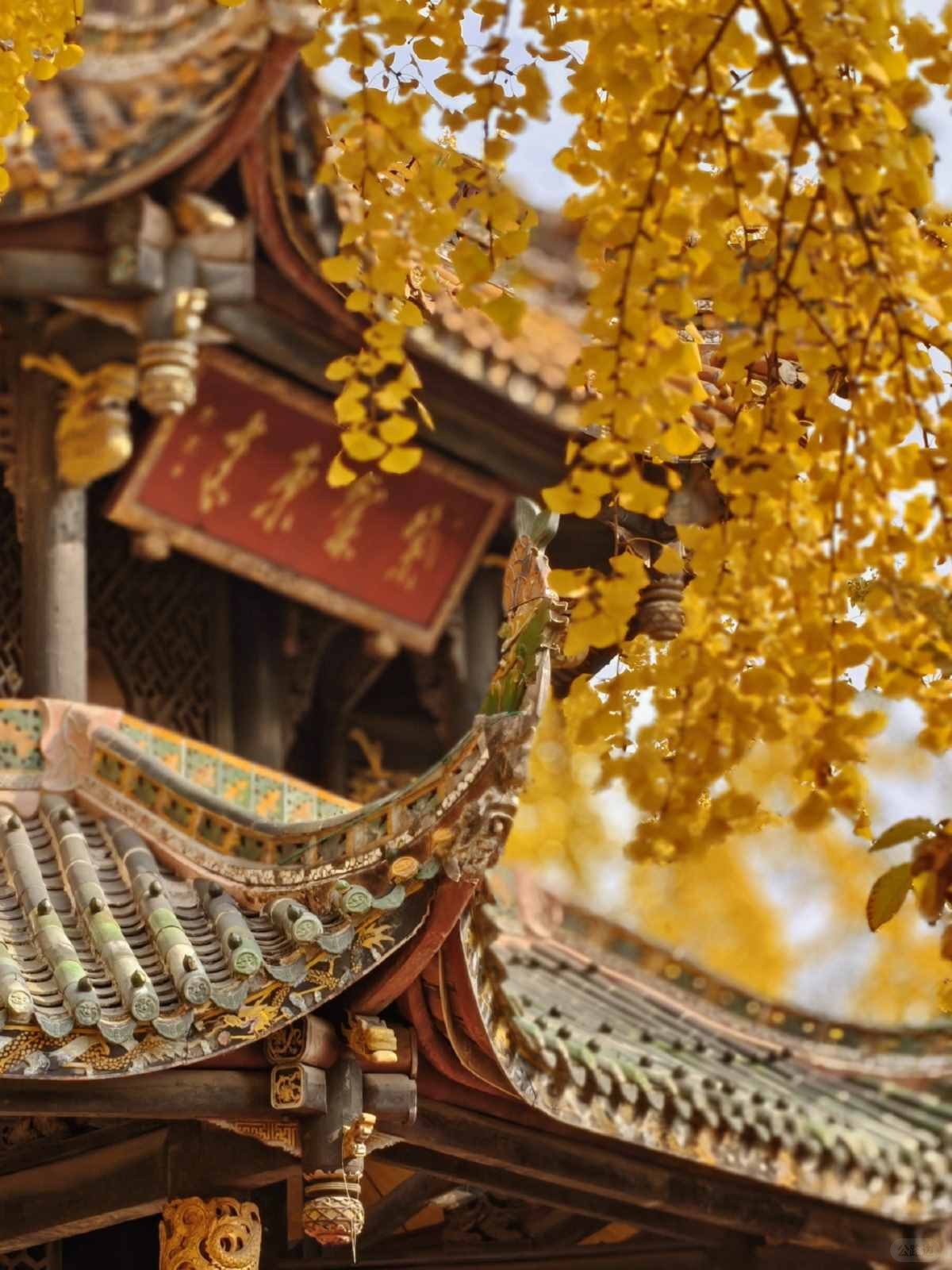 成都青羊宫的银杏进度已达99% (6).jpg