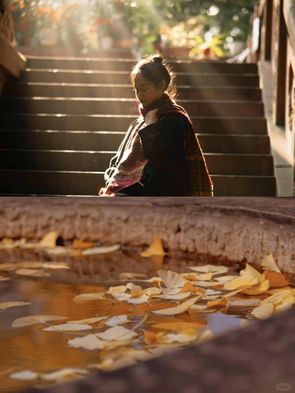 成都青羊宫的银杏进度已达99% (7).jpg