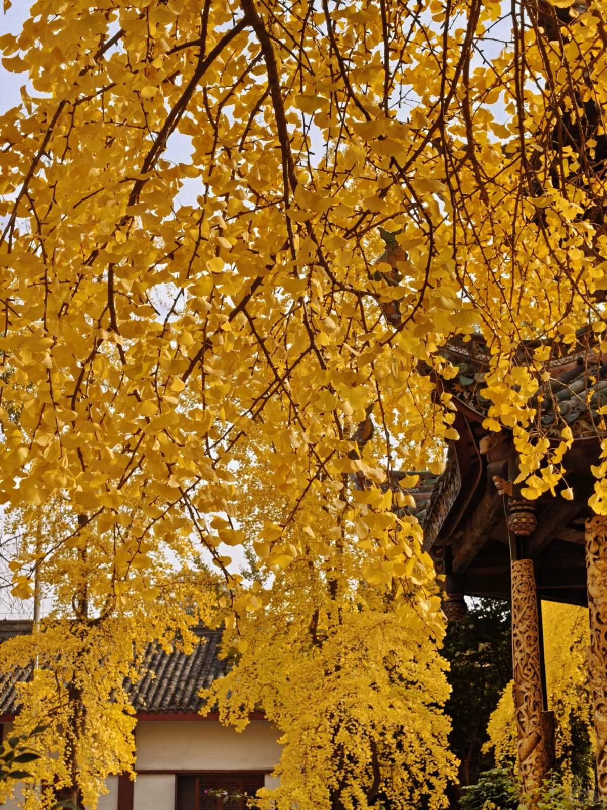 成都青羊宫的银杏进度已达99% (8).jpg