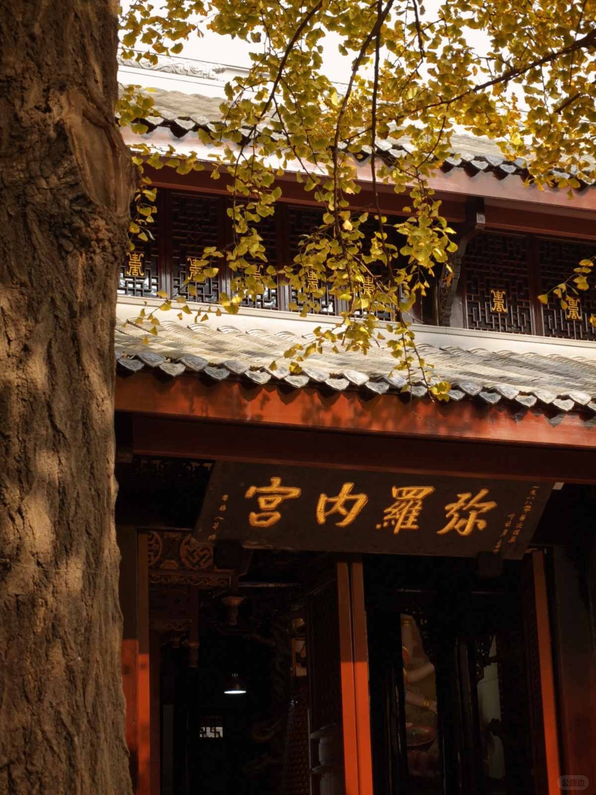 成都青羊宫的银杏进度已达99% (9).jpg