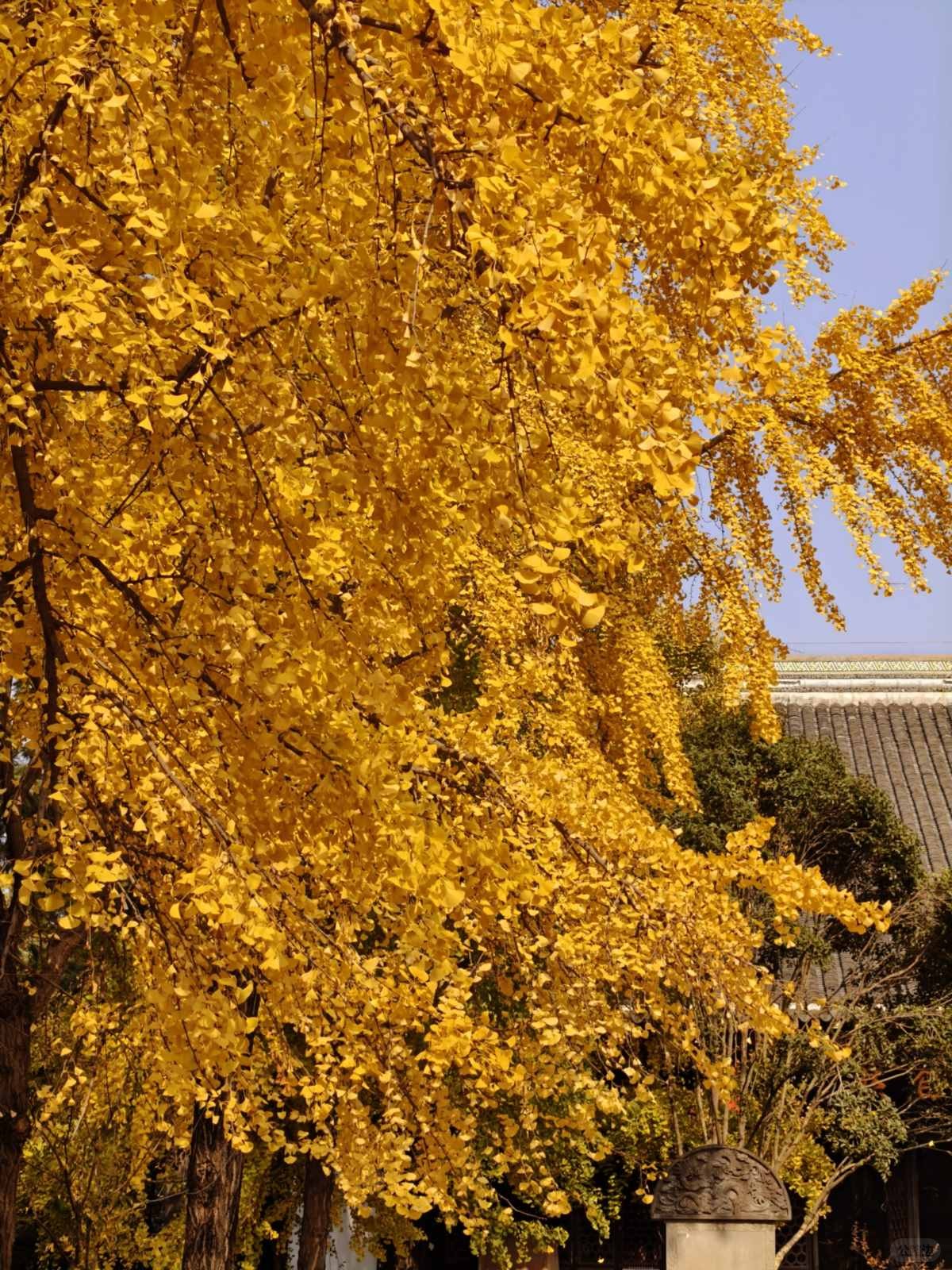 成都青羊宫的银杏进度已达99% (10).jpg