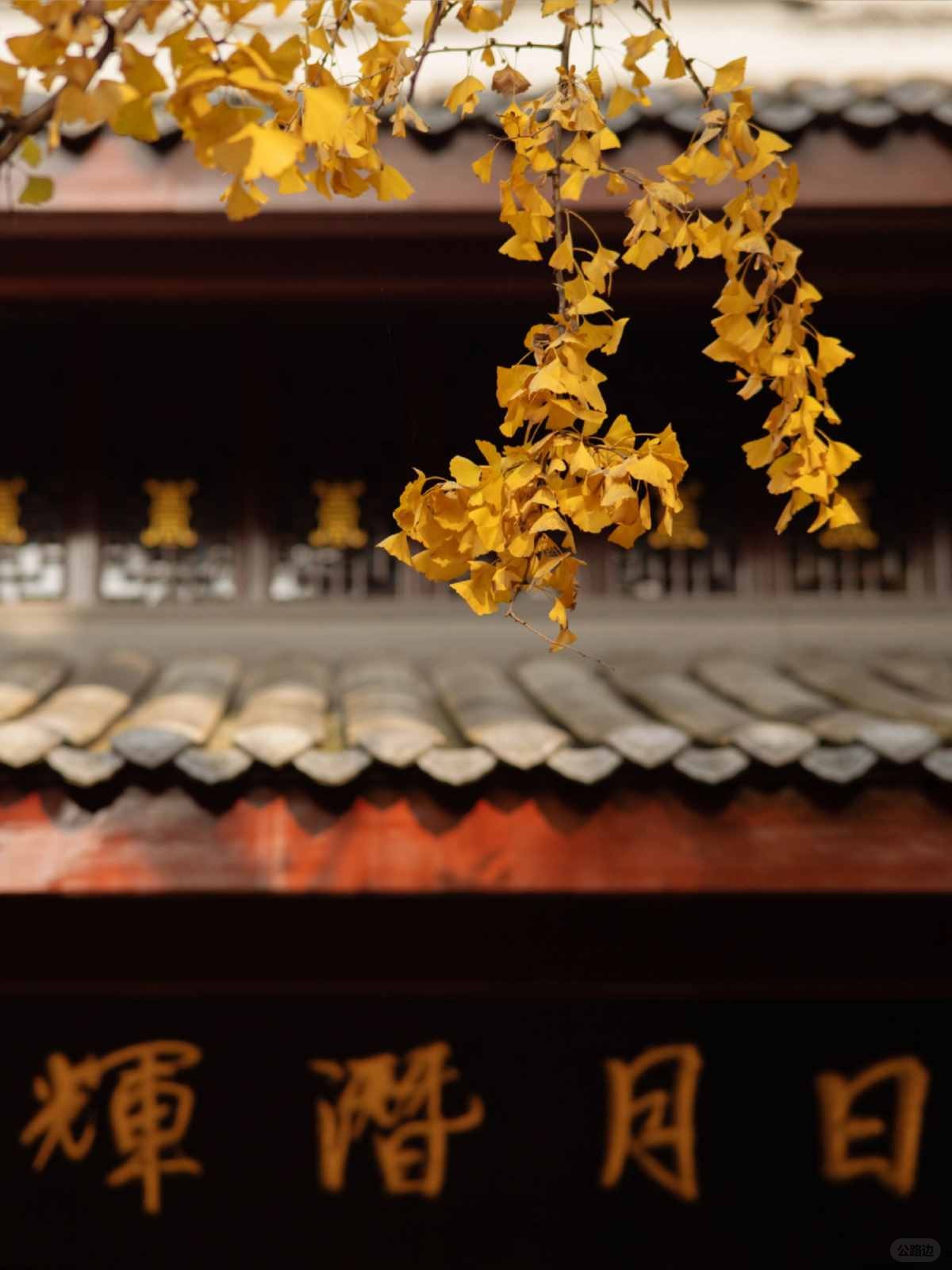 成都青羊宫的银杏进度已达99% (11).jpg