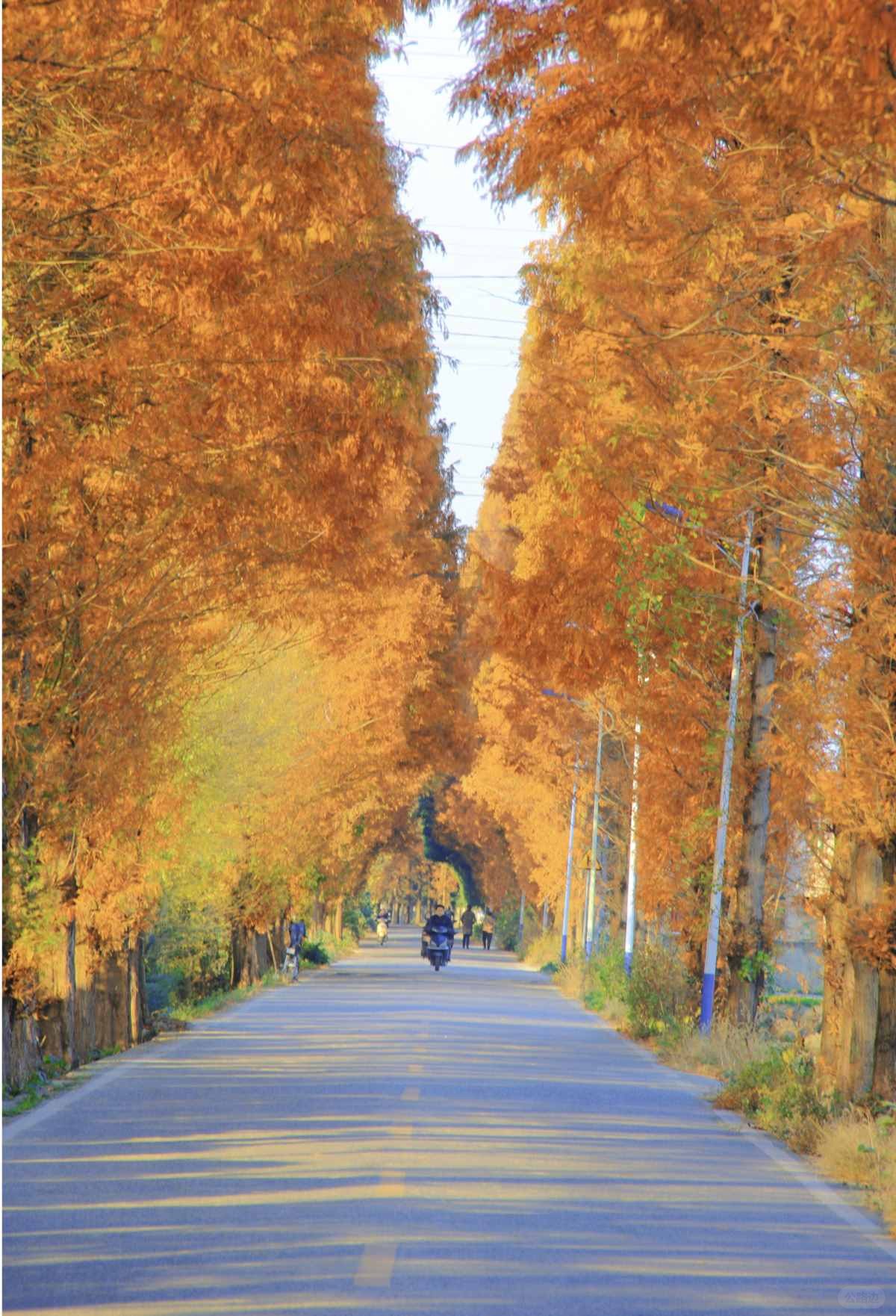 成都秋日限定｜新都宝藏小路 (1).jpg