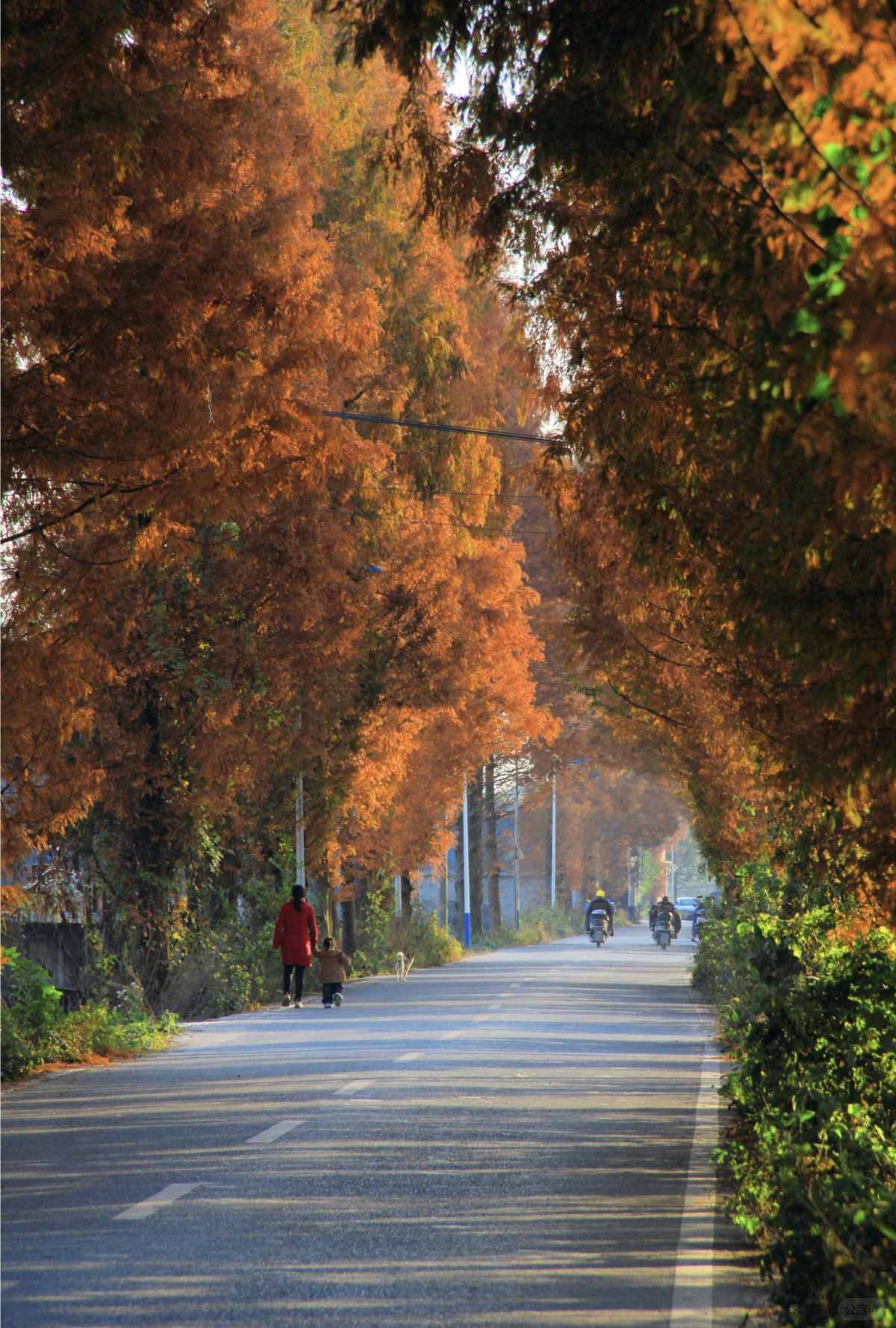 成都秋日限定｜新都宝藏小路 (3).jpg