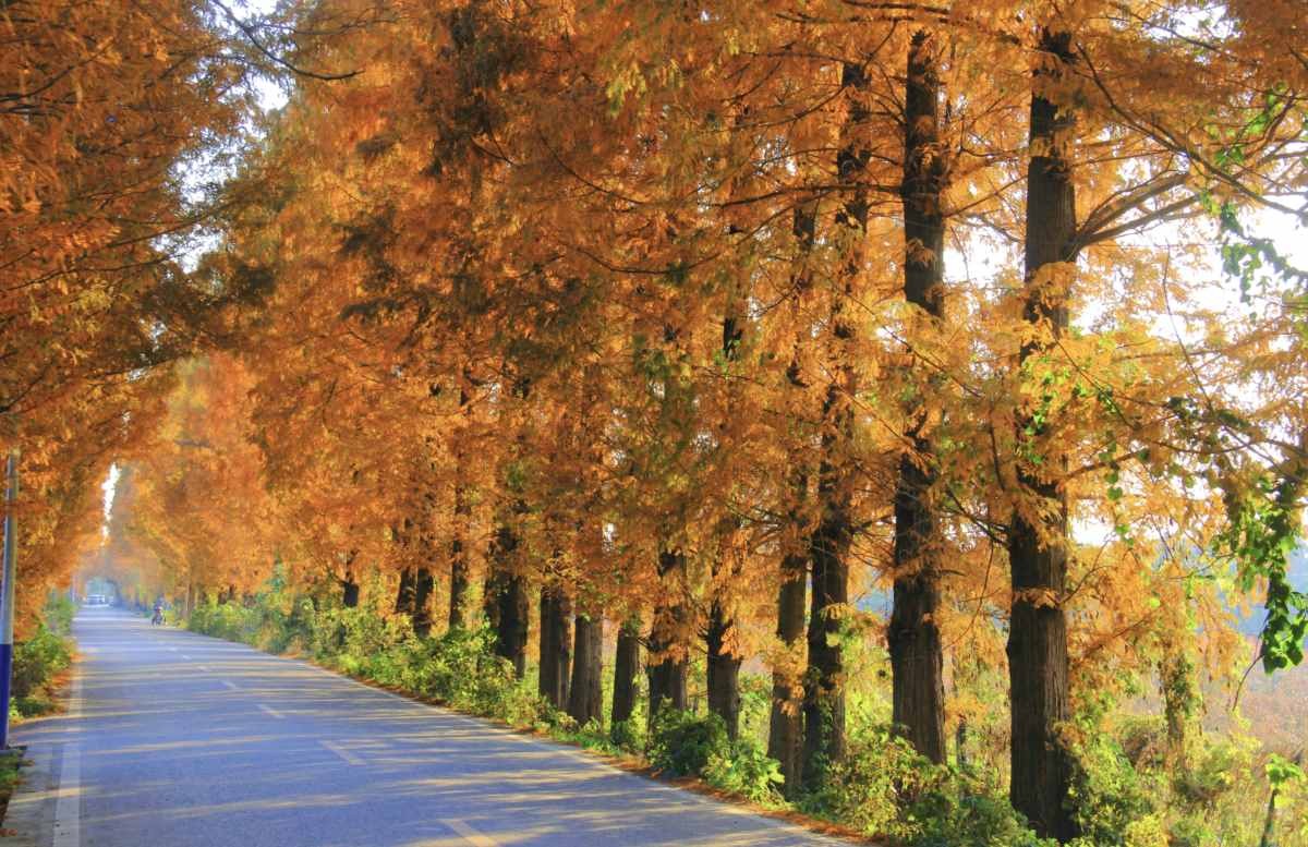 成都秋日限定｜新都宝藏小路 (4).jpg