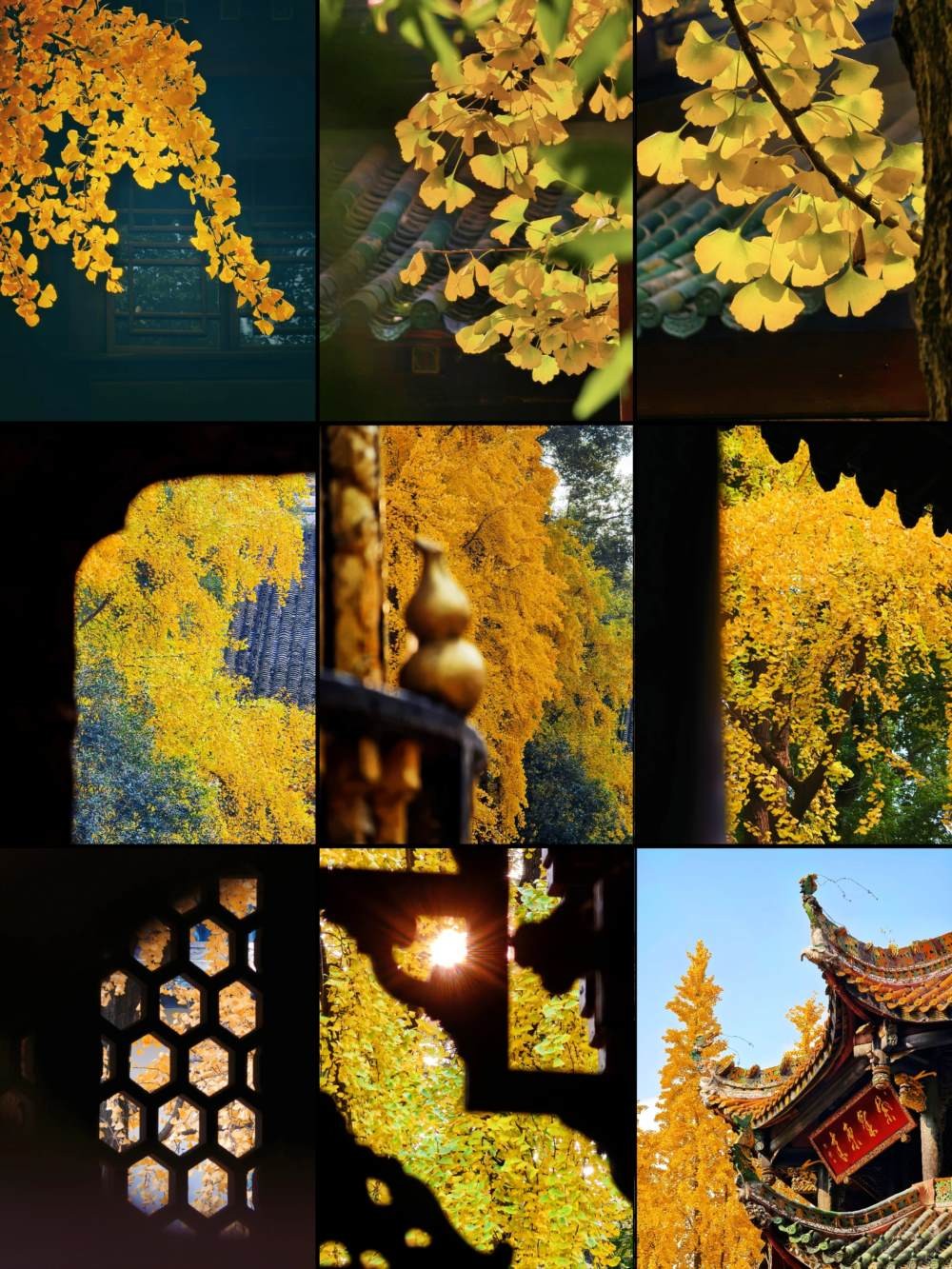 阳光下的青羊宫银杏 (1).jpg