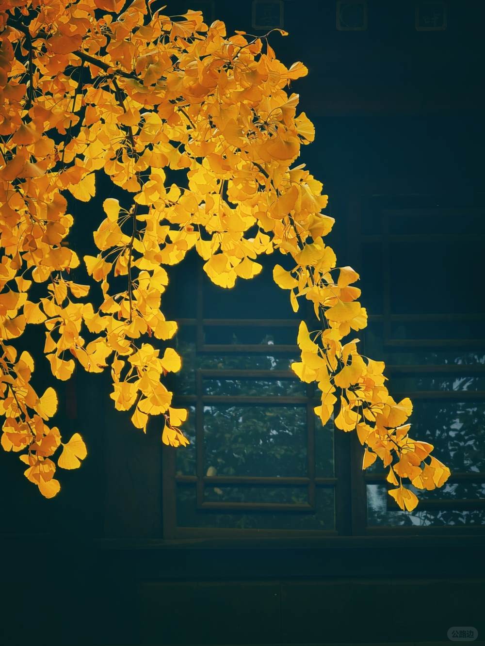 阳光下的青羊宫银杏 (2).jpg