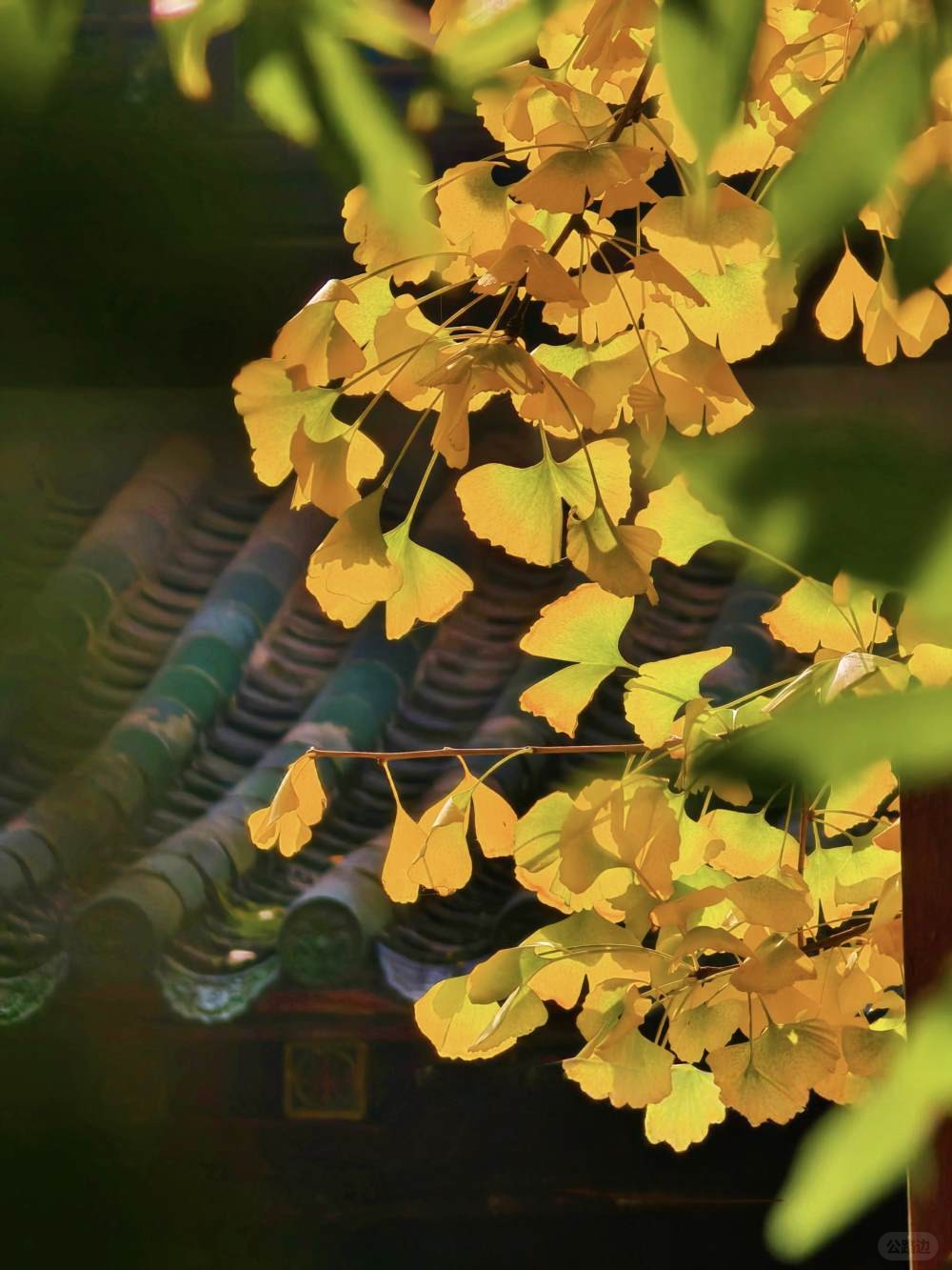 阳光下的青羊宫银杏 (3).jpg