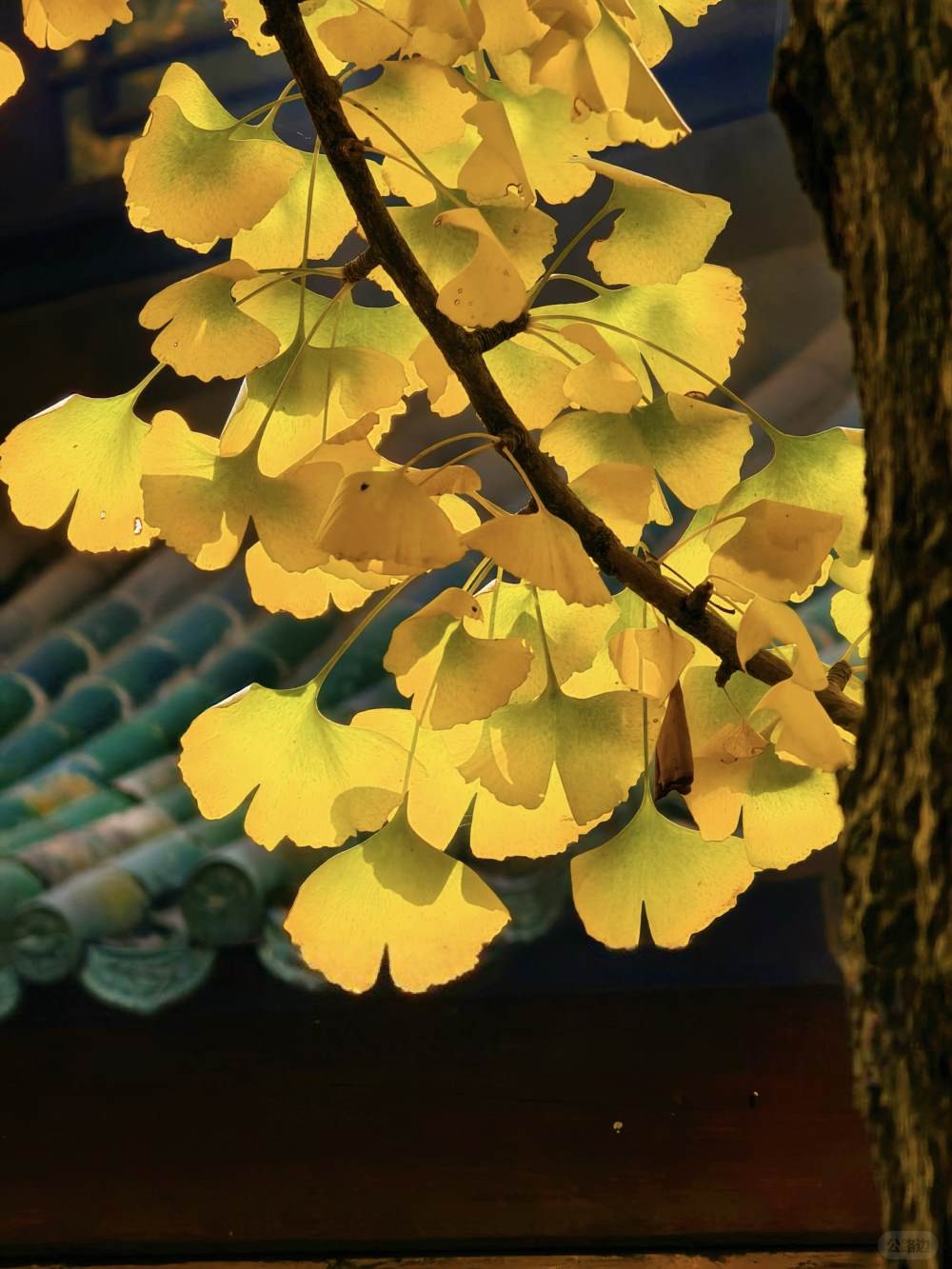 阳光下的青羊宫银杏 (4).jpg