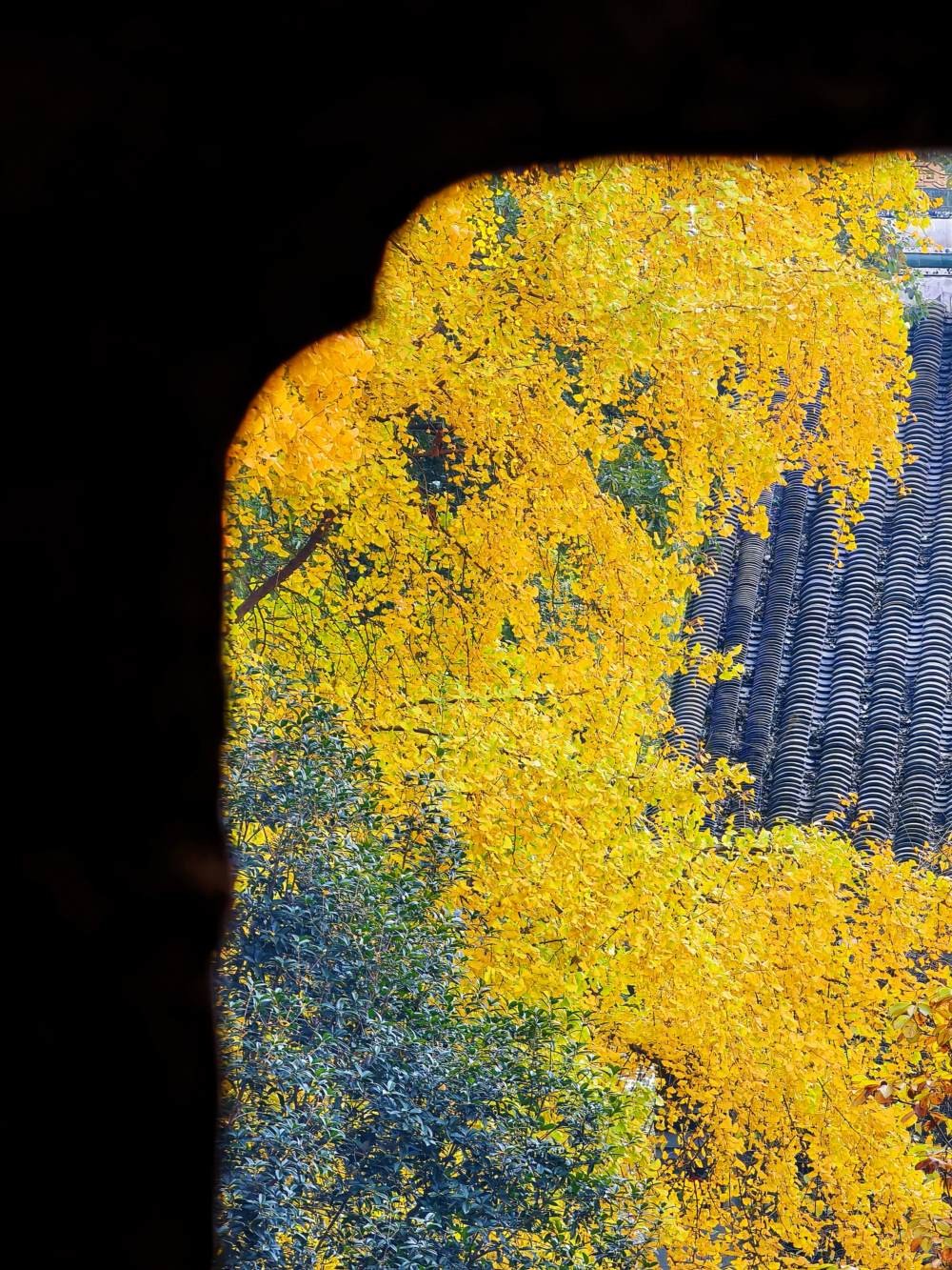 阳光下的青羊宫银杏 (5).jpg