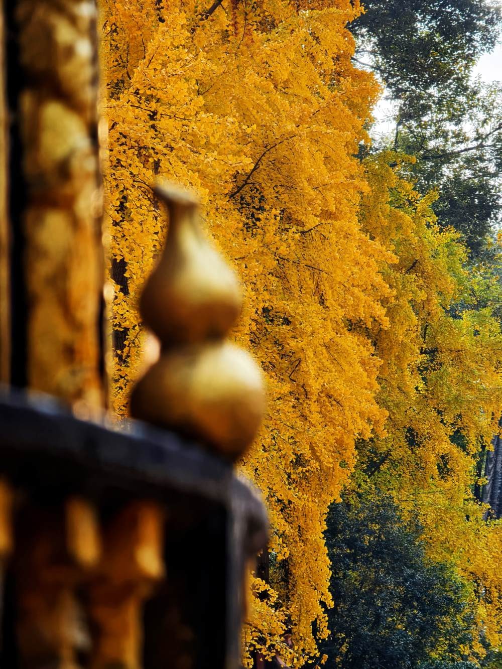 阳光下的青羊宫银杏 (6).jpg