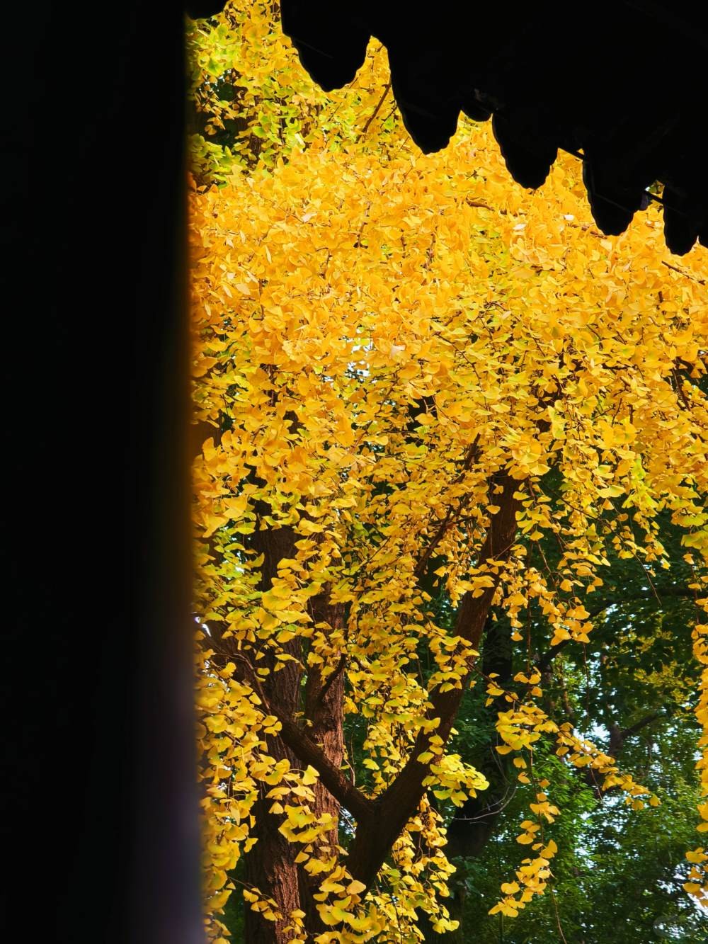 阳光下的青羊宫银杏 (7).jpg