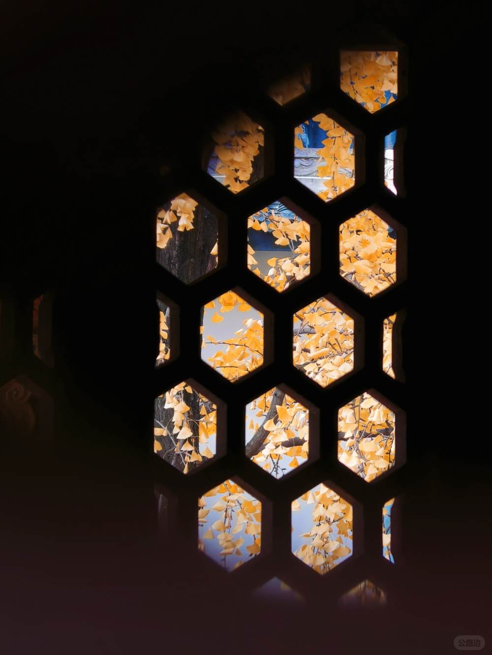 阳光下的青羊宫银杏 (8).jpg