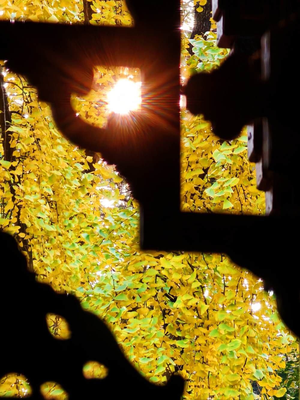 阳光下的青羊宫银杏 (9).jpg