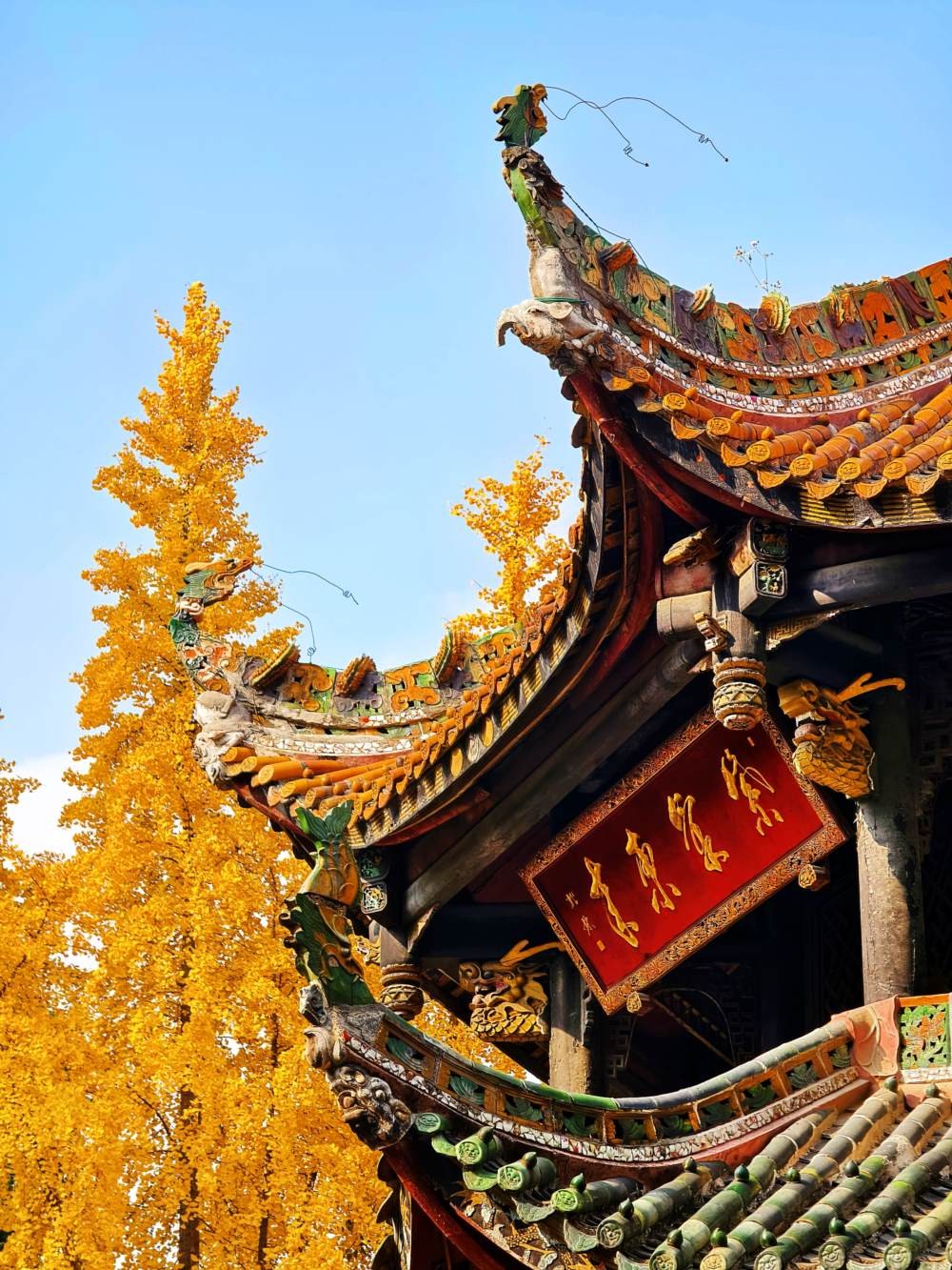 阳光下的青羊宫银杏 (10).jpg