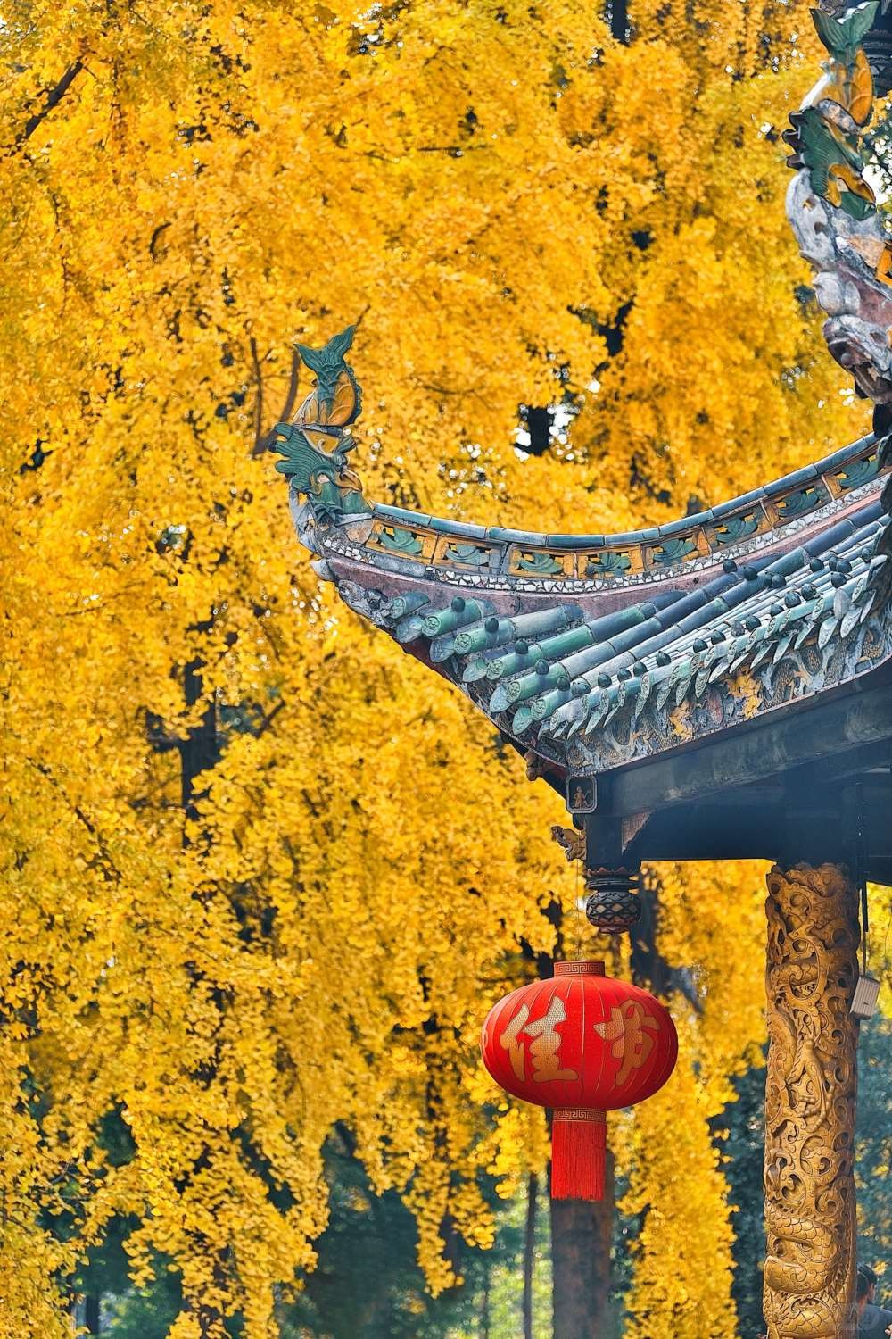 成都青羊宫那最后的一抹黄色 (5).jpg