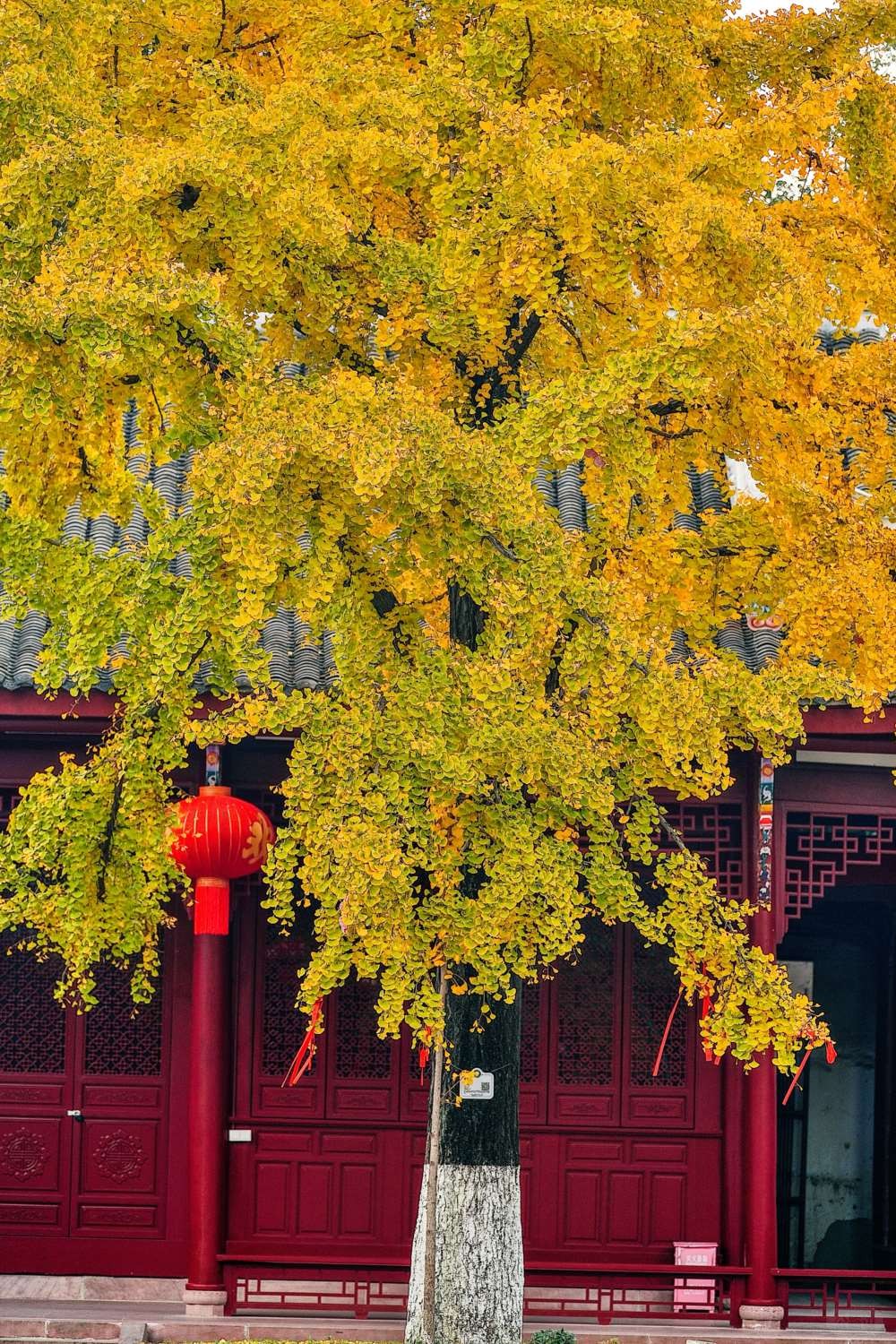 成都青羊宫那最后的一抹黄色 (9).jpg