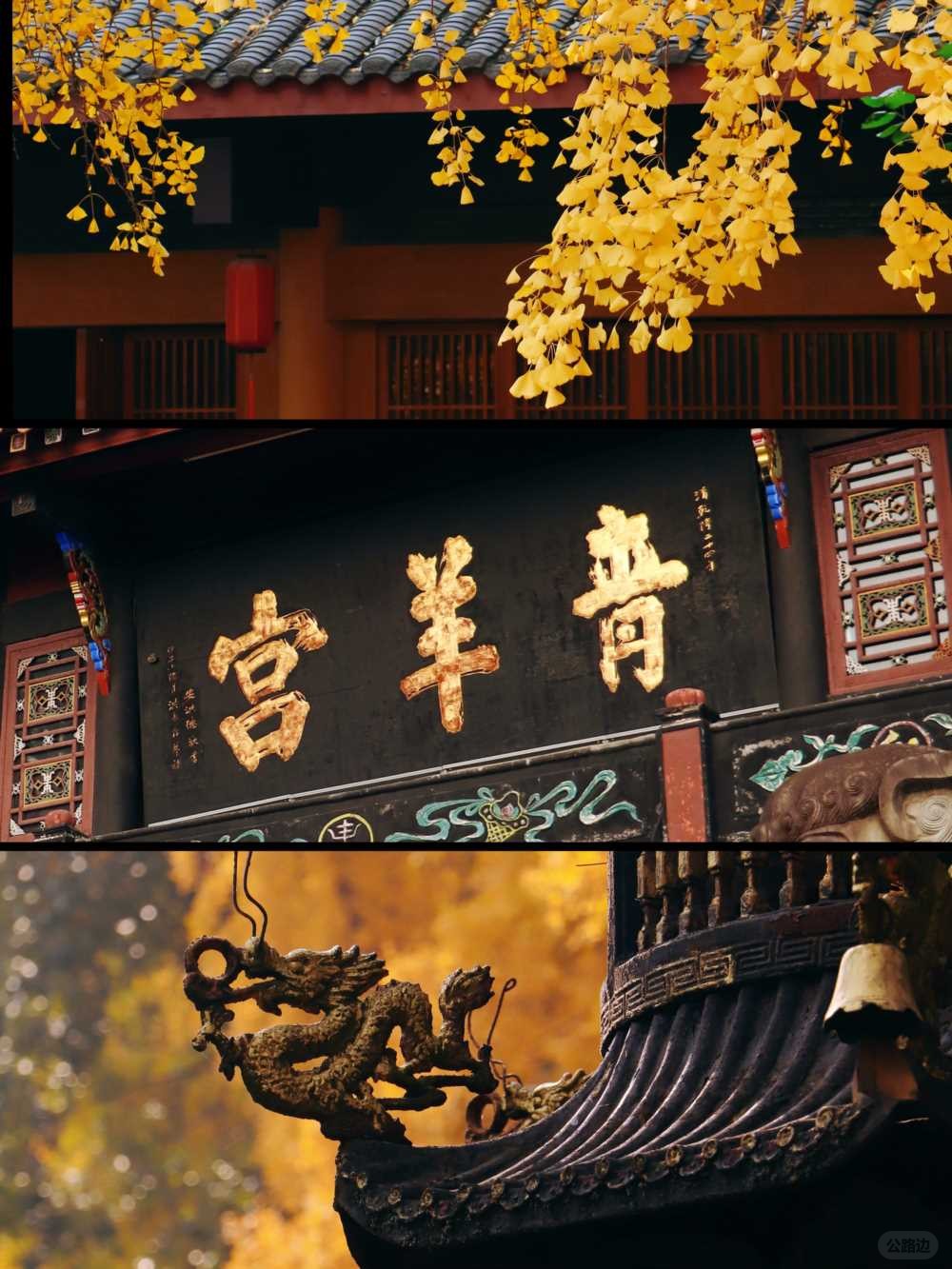 青羊宫实拍_银杏浓度已达100 (1).jpg