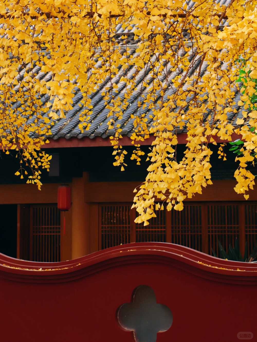 青羊宫实拍_银杏浓度已达100 (2).jpg