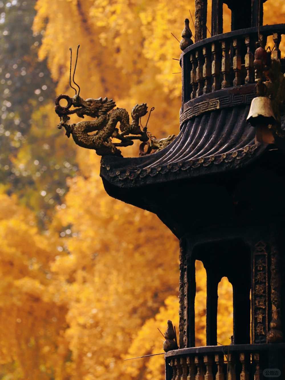 青羊宫实拍_银杏浓度已达100 (4).jpg