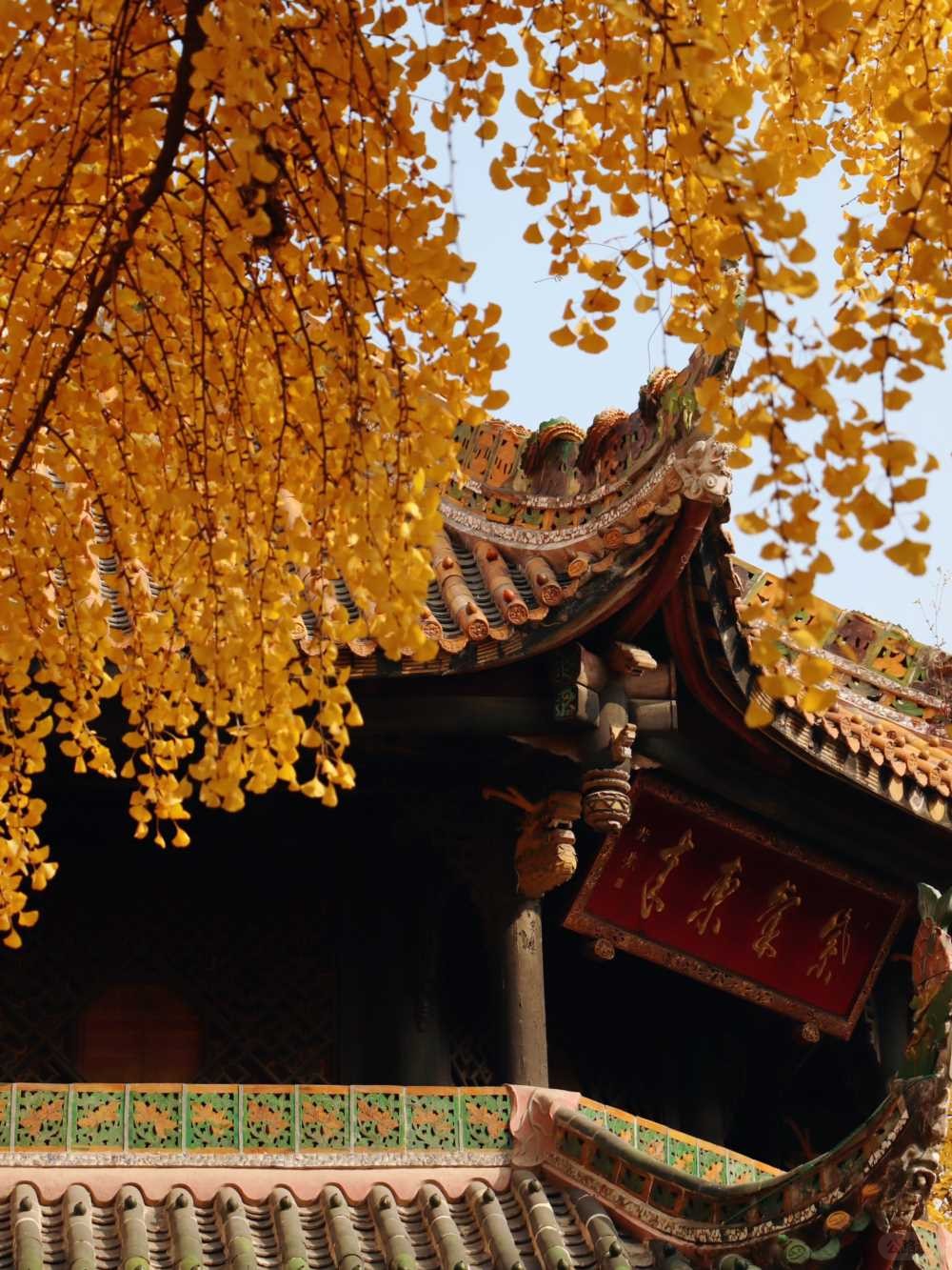 青羊宫实拍_银杏浓度已达100 (5).jpg