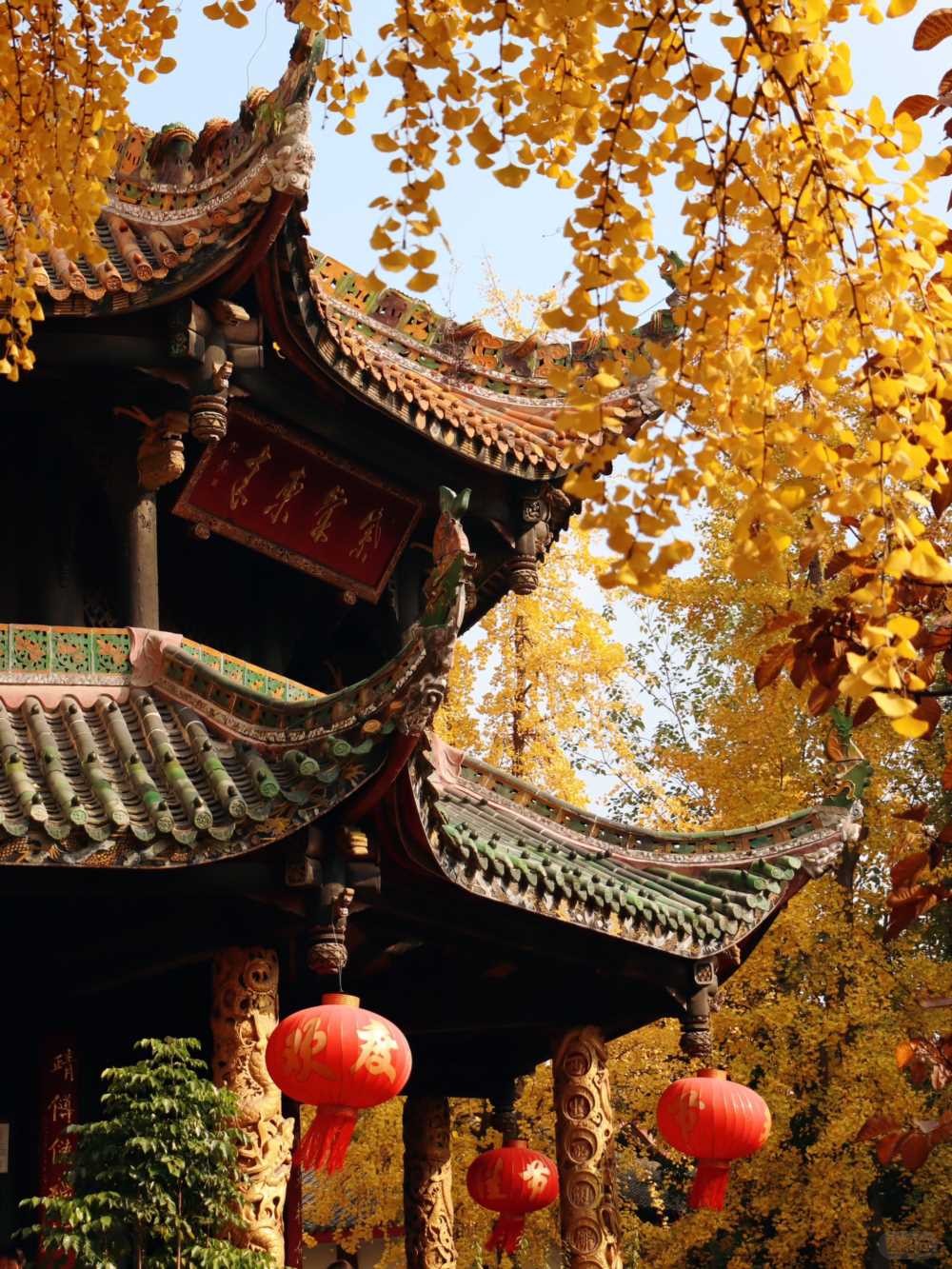 青羊宫实拍_银杏浓度已达100 (6).jpg