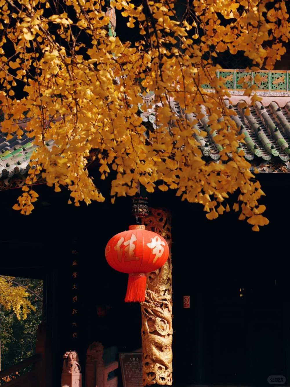 青羊宫实拍_银杏浓度已达100 (7).jpg