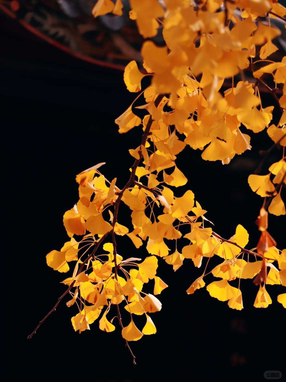 青羊宫实拍_银杏浓度已达100 (8).jpg