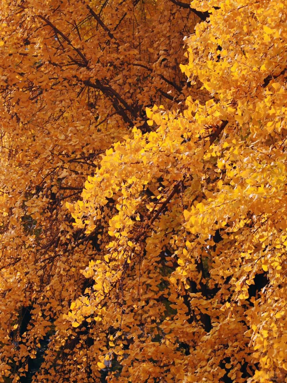 青羊宫实拍_银杏浓度已达100 (9).jpg