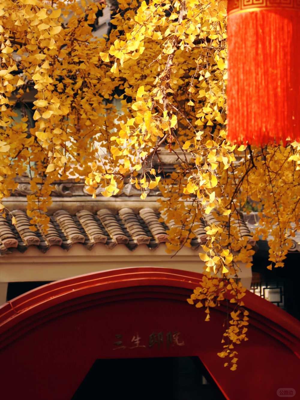 青羊宫实拍_银杏浓度已达100 (10).jpg