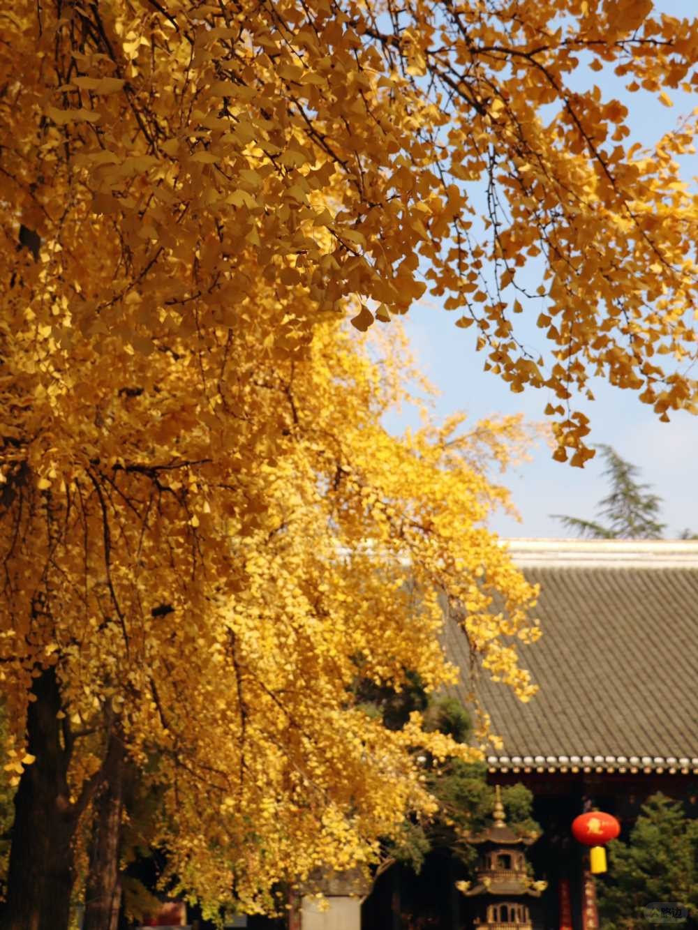 青羊宫实拍_银杏浓度已达100 (11).jpg