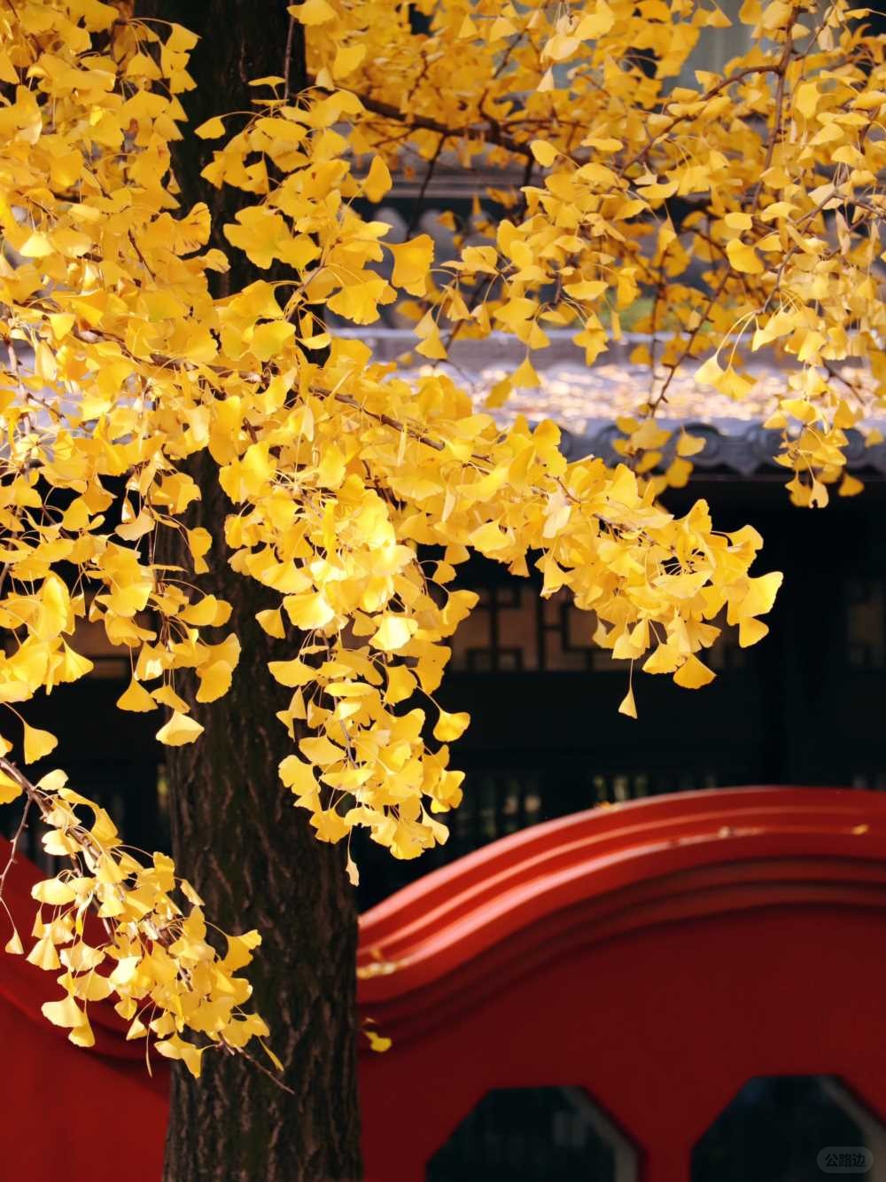 青羊宫实拍_银杏浓度已达100 (12).jpg