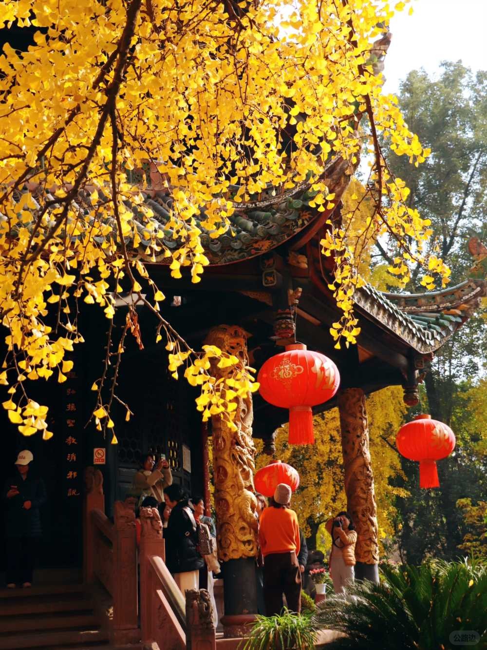 青羊宫实拍_银杏浓度已达100 (13).jpg