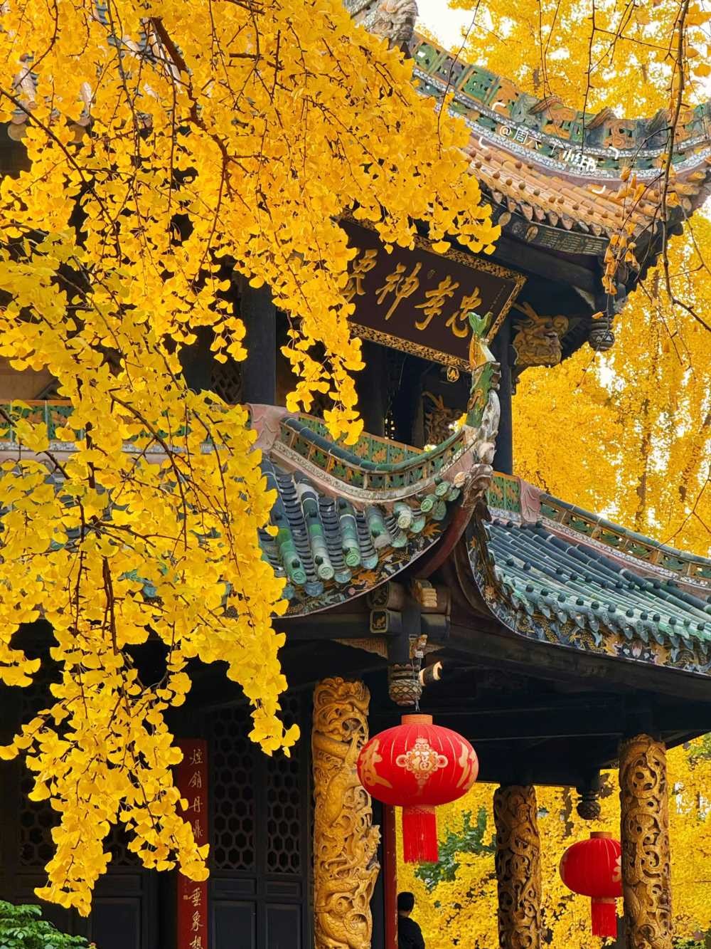 青羊宫银杏浓度10000，已到最佳观赏期 (1).jpg