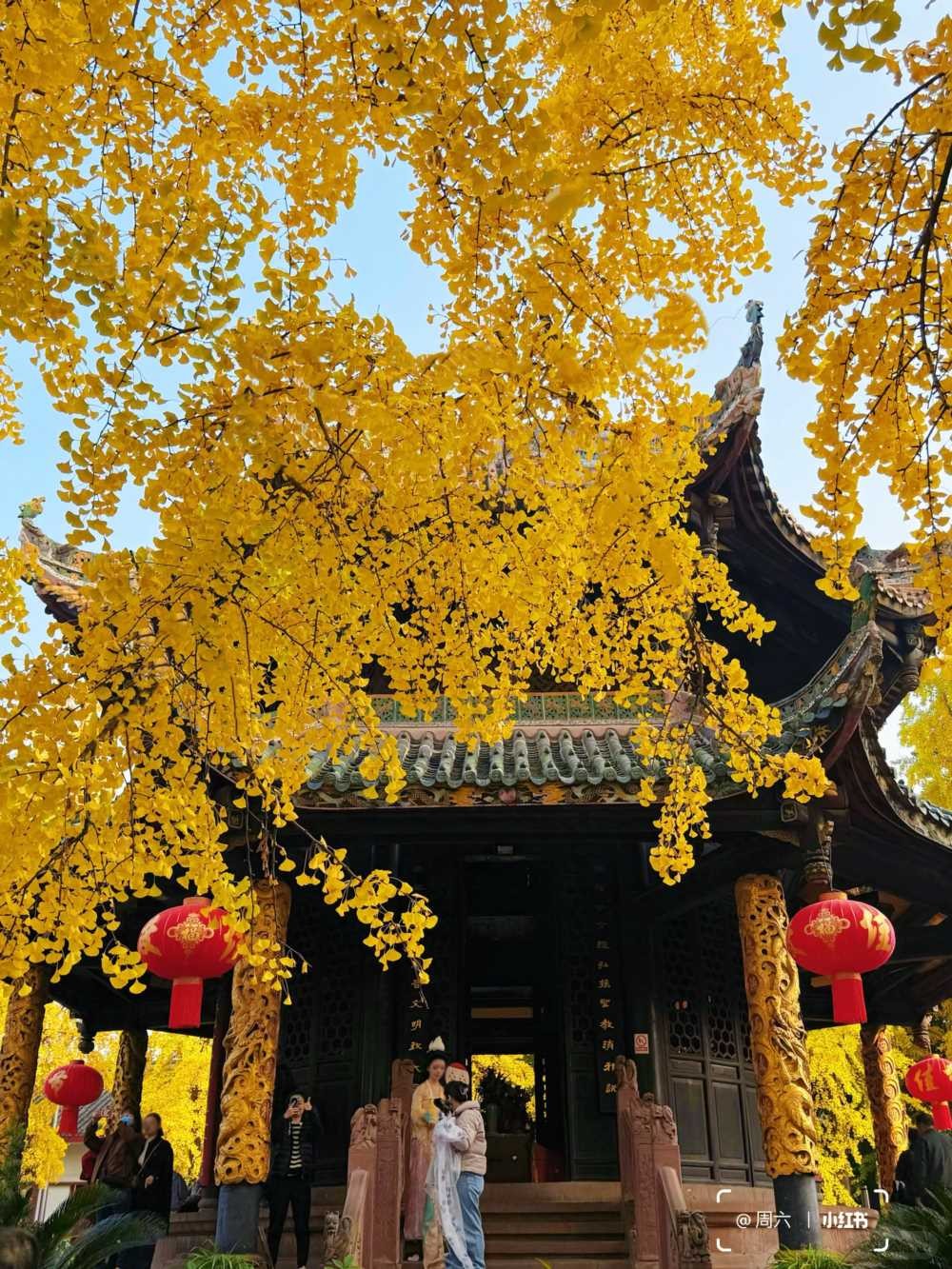 青羊宫银杏浓度10000，已到最佳观赏期 (2).jpg