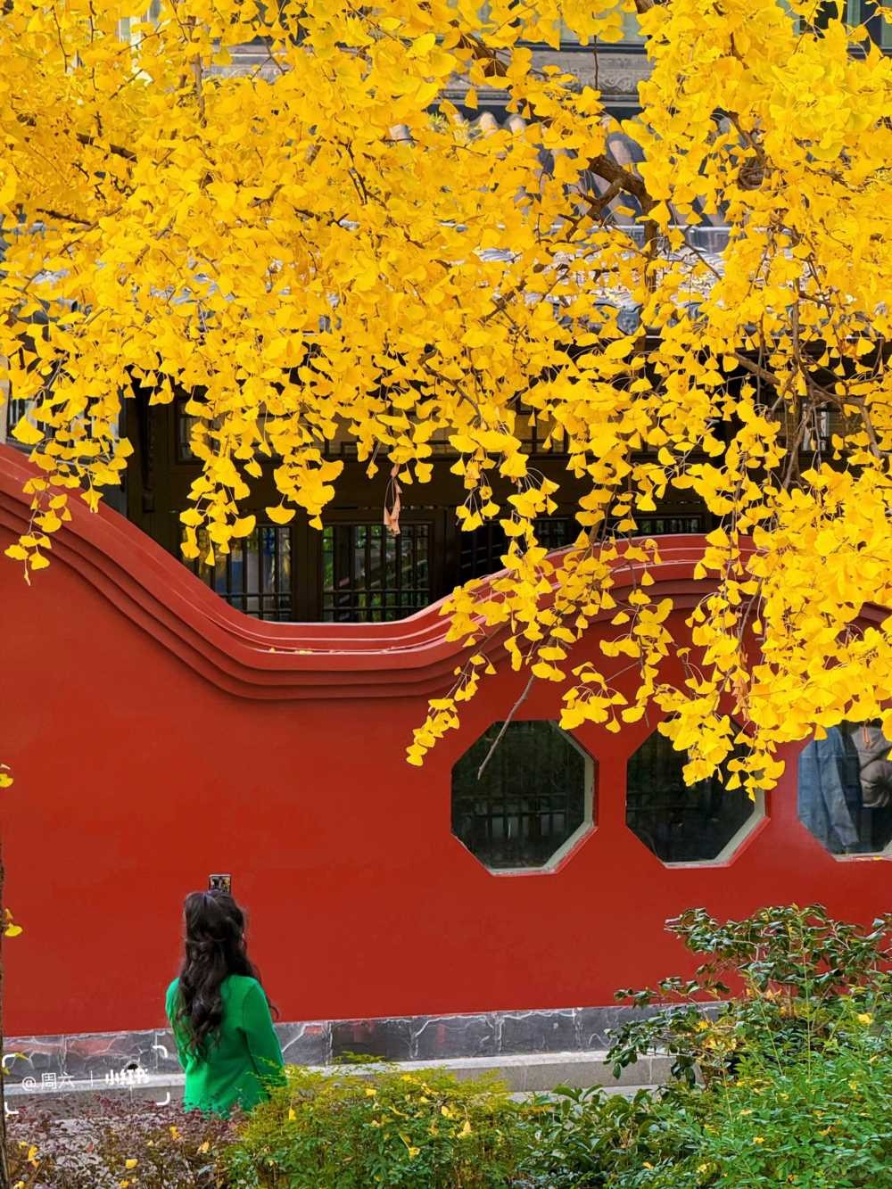 青羊宫银杏浓度10000，已到最佳观赏期 (3).jpg