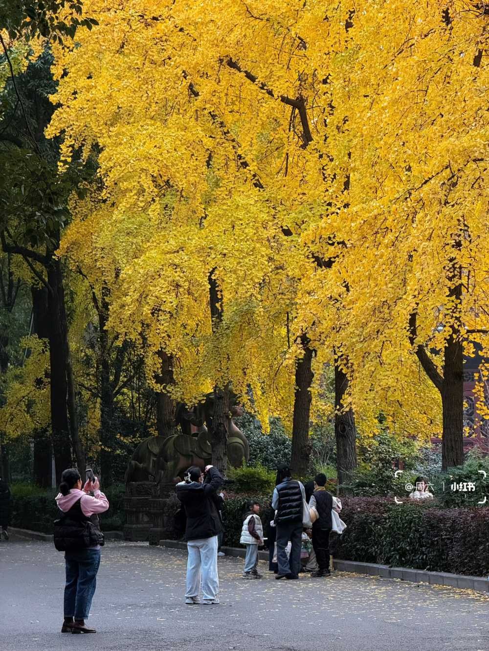 青羊宫银杏浓度10000，已到最佳观赏期 (4).jpg